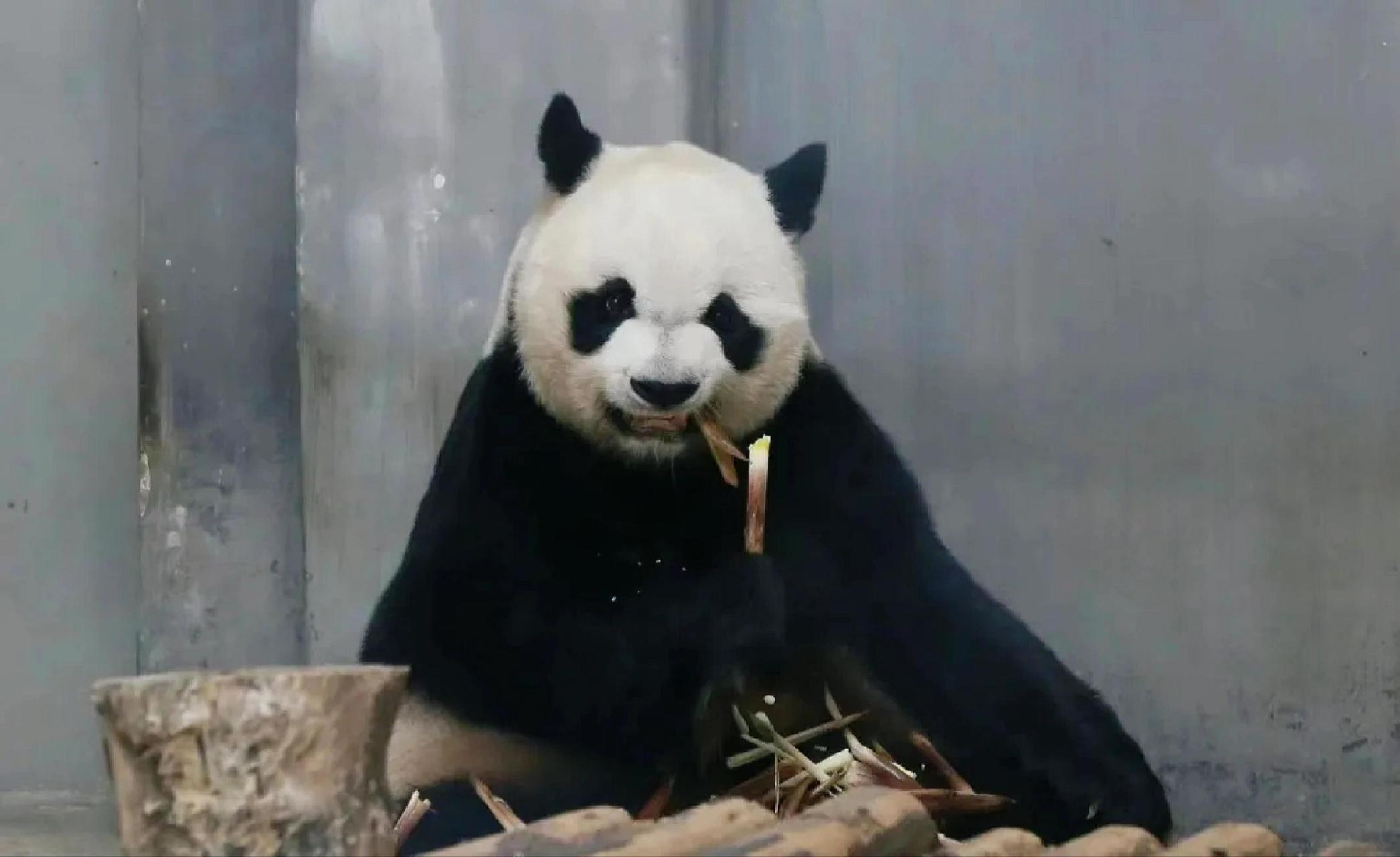 每天认识一只大熊猫之《缘小/乐水》 姓名:缘小(现乐水) 性别:雄性