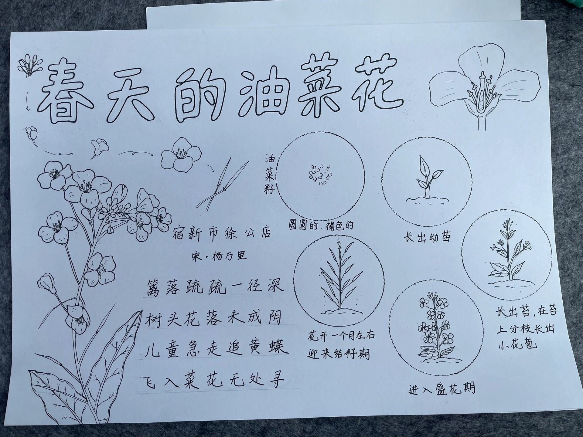 春天里的油菜花手抄报 借鉴了婺源大叔的科普小画画的手抄报