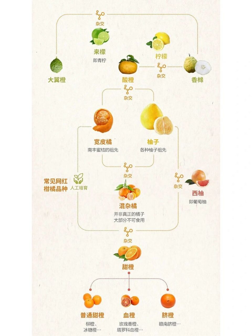 柑橘类水果就开始霸占水果摊了,桔橘柚橙柑橼檬柠……柑橘一家从香橼