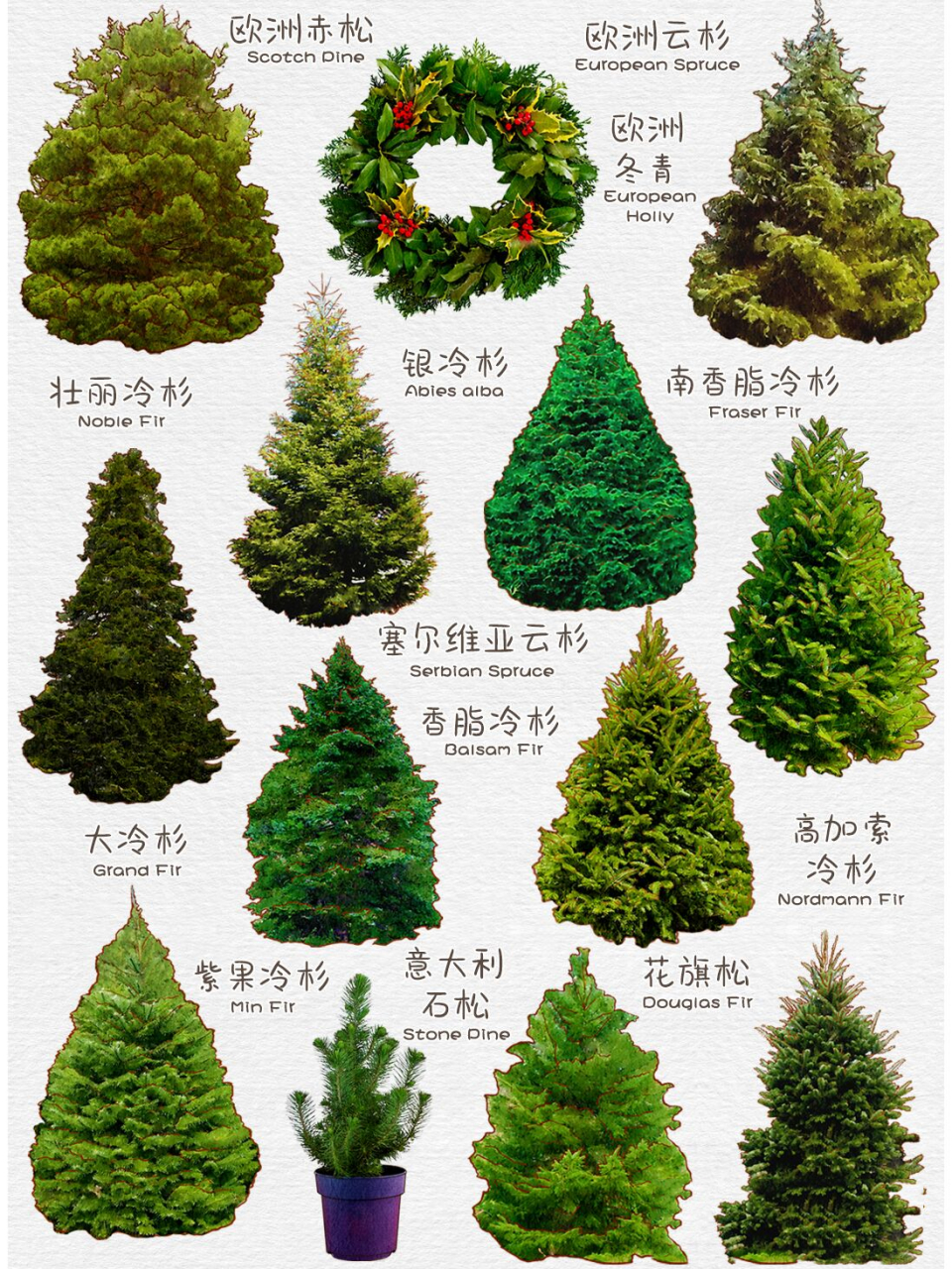 原来圣诞树的种类这么多,圣诞树分类图鉴 天然圣诞树大多是:云杉,冷杉