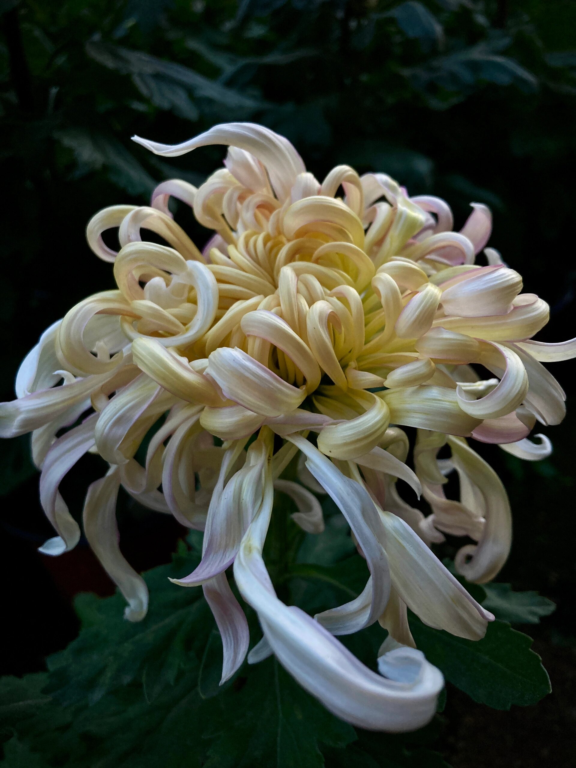 植物大赏 色彩比较丰富的菊花品种 主蕾还大 坐掉了 颜色丰富,高度