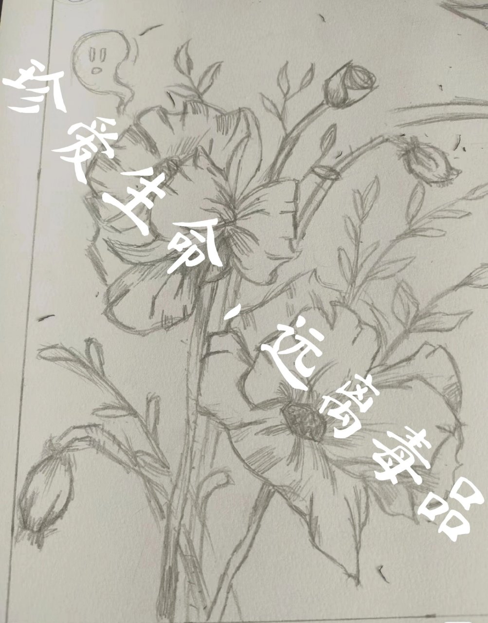 罂粟花手抄报图片