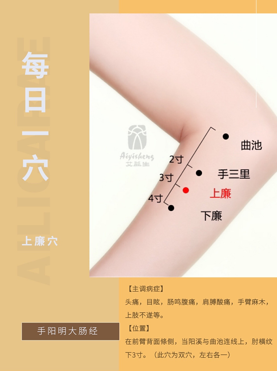 每日一穴·上廉穴 【主调病症】 头痛,目眩,肠鸣腹痛,肩膊酸痛,手臂