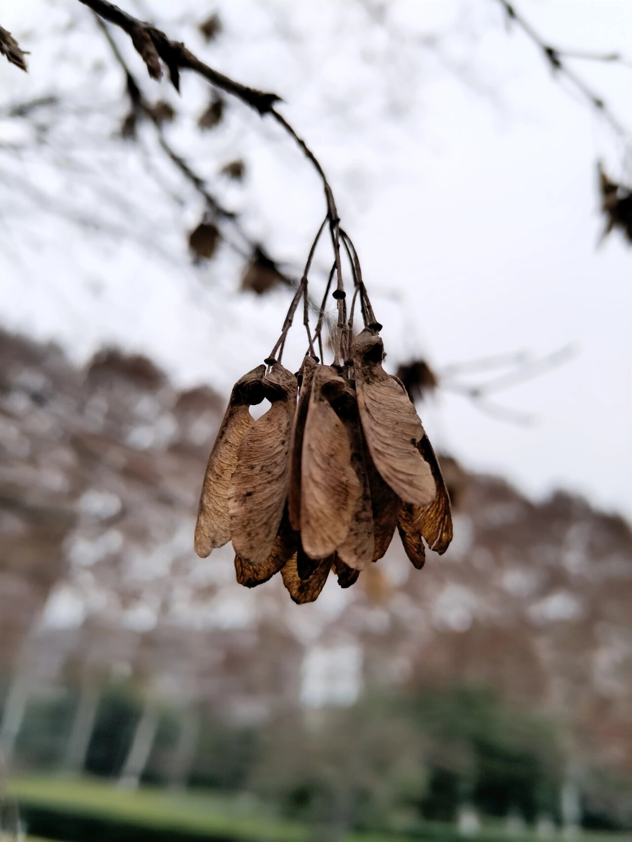 三角枫果实