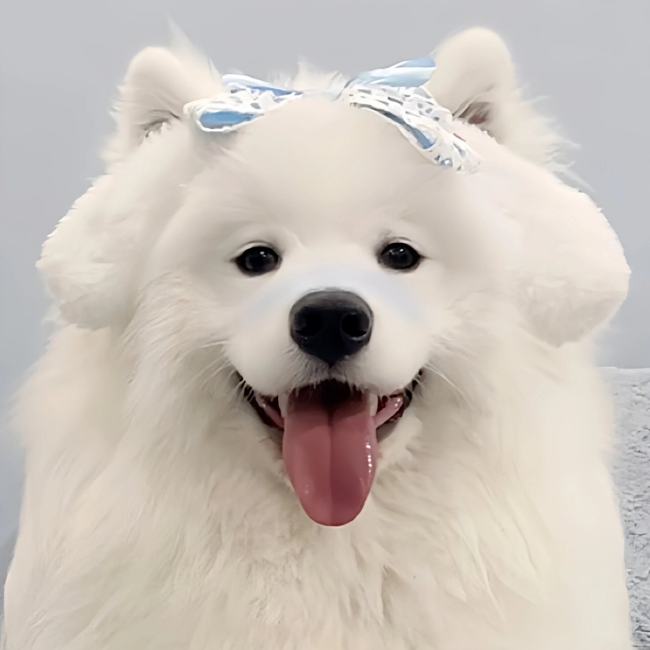 可爱狗头预警7515是谁还没有用上耶耶头像