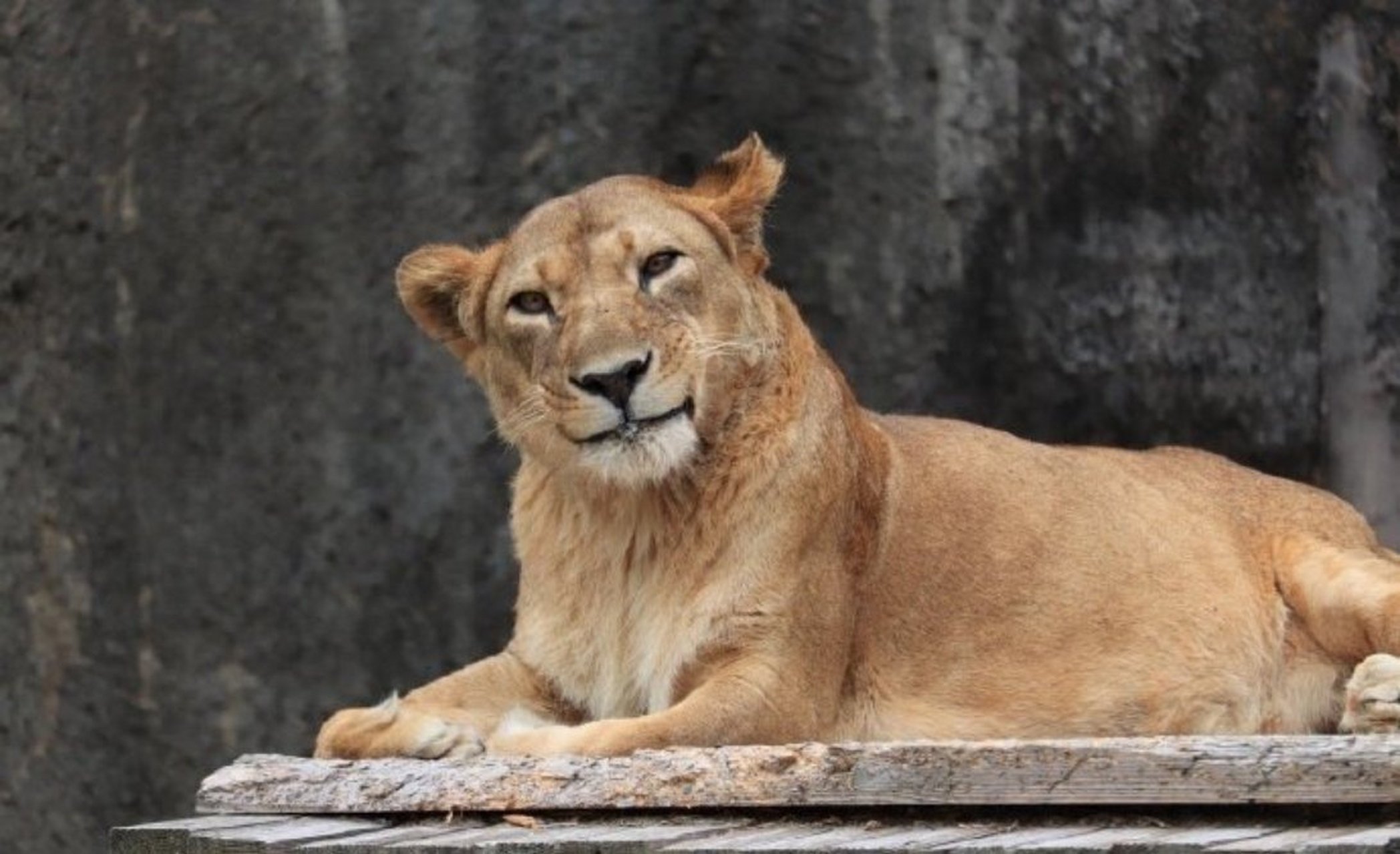 在动物园拍到狮子淑女般的微笑[滑稽]   .
