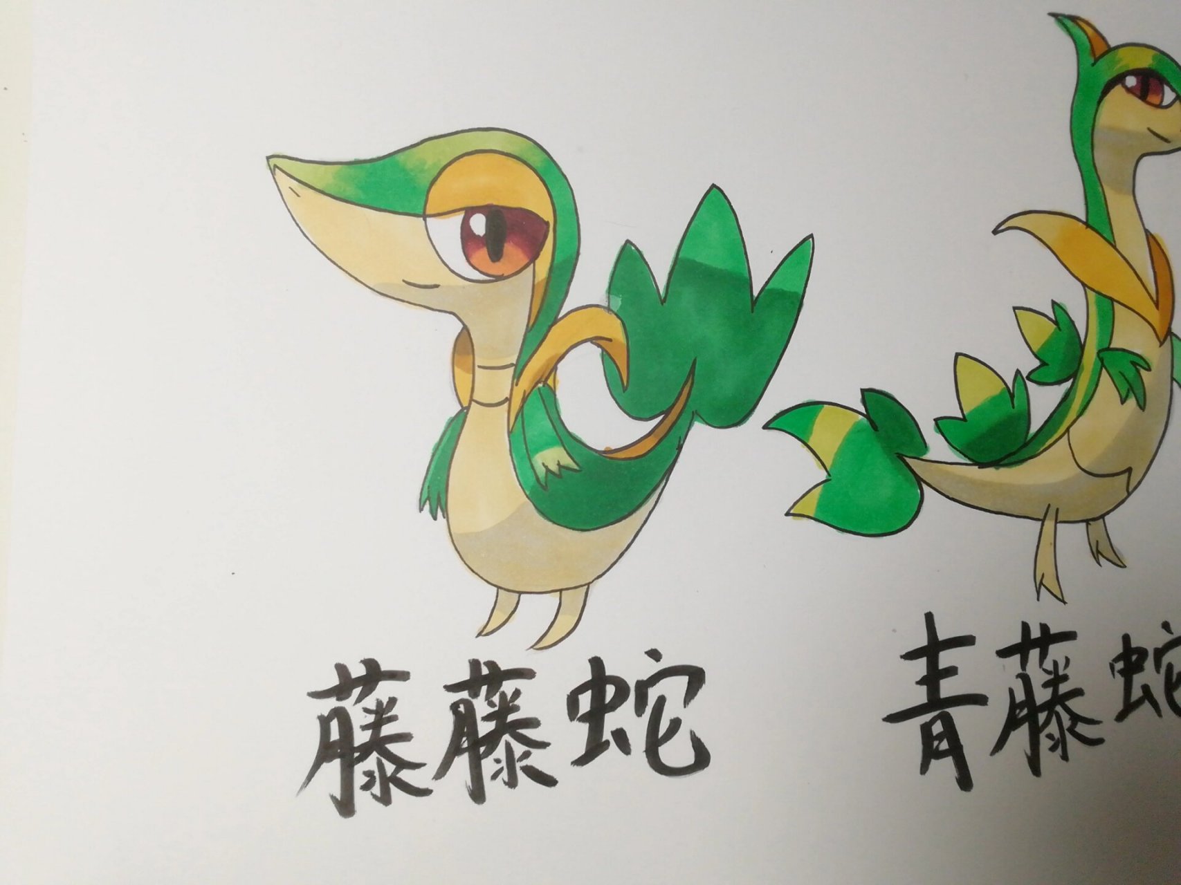 宝可梦 君主蛇进化组∽ 可爱藤藤蛇