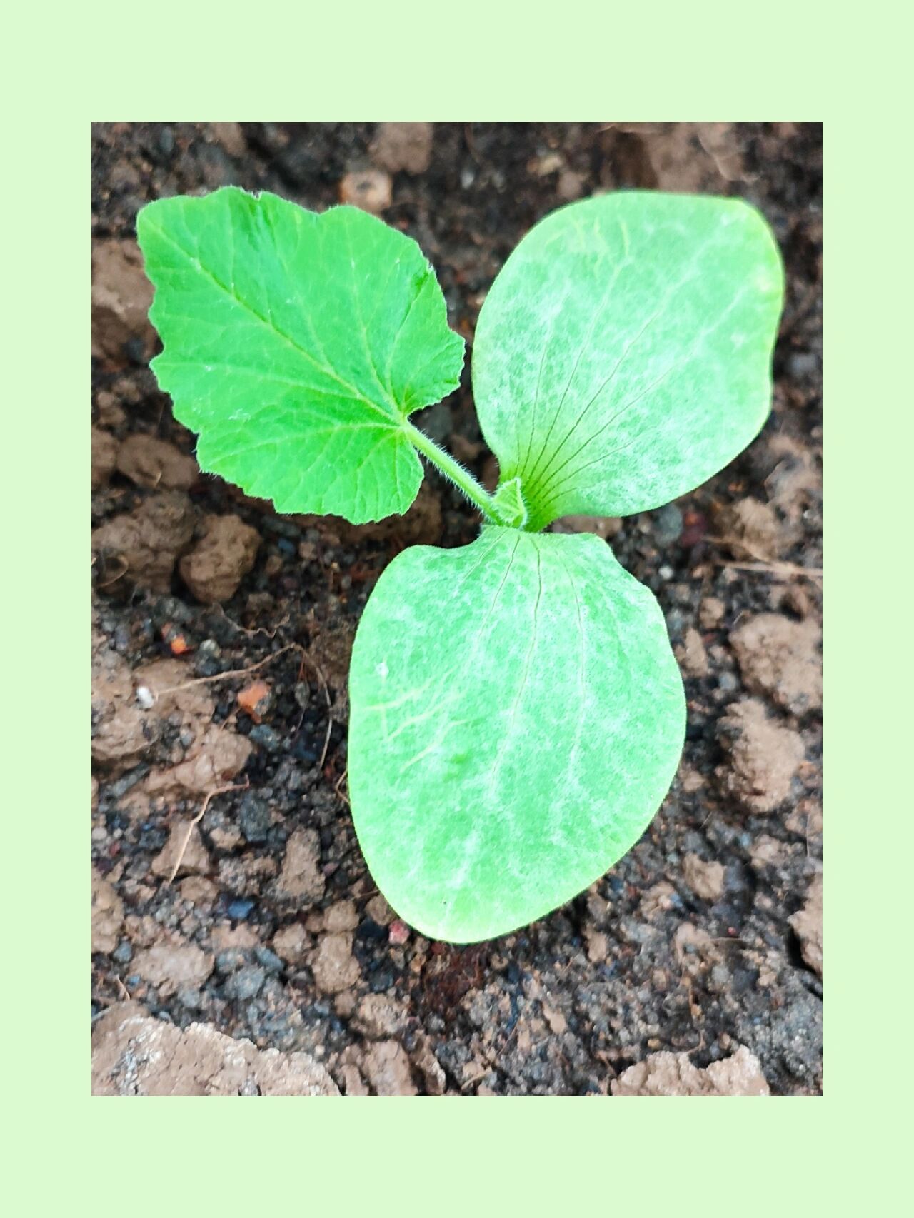 欢乐阳台种植,羊角蜜种子发芽🌱🌱🌱 小时候喜欢跟着妈妈去菜地