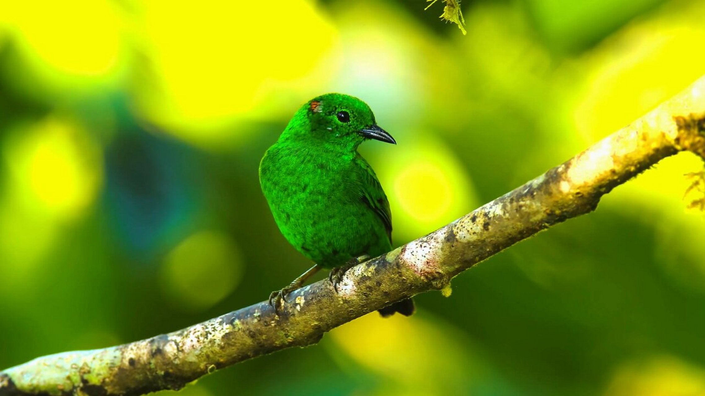 当你近距离观赏野生鸟类时,你会被它们美丽的羽毛,独特的鸣声和优雅的