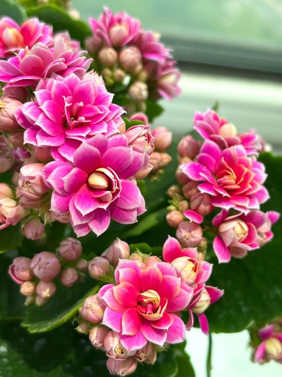 长寿花(35)紫风铃 纯正紫色,阳光照射下会出现黄色花边,美美美