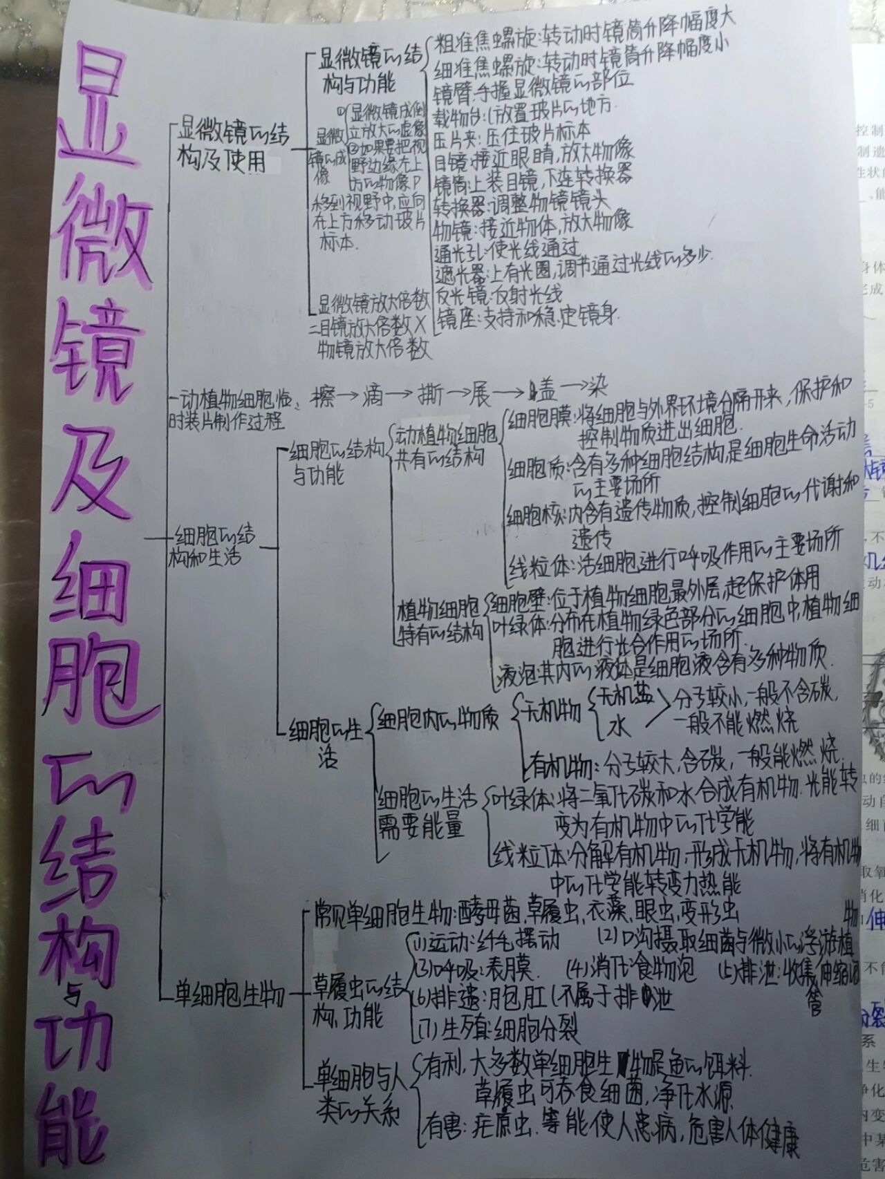 七年级生物思维导图（细胞篇）的简单介绍