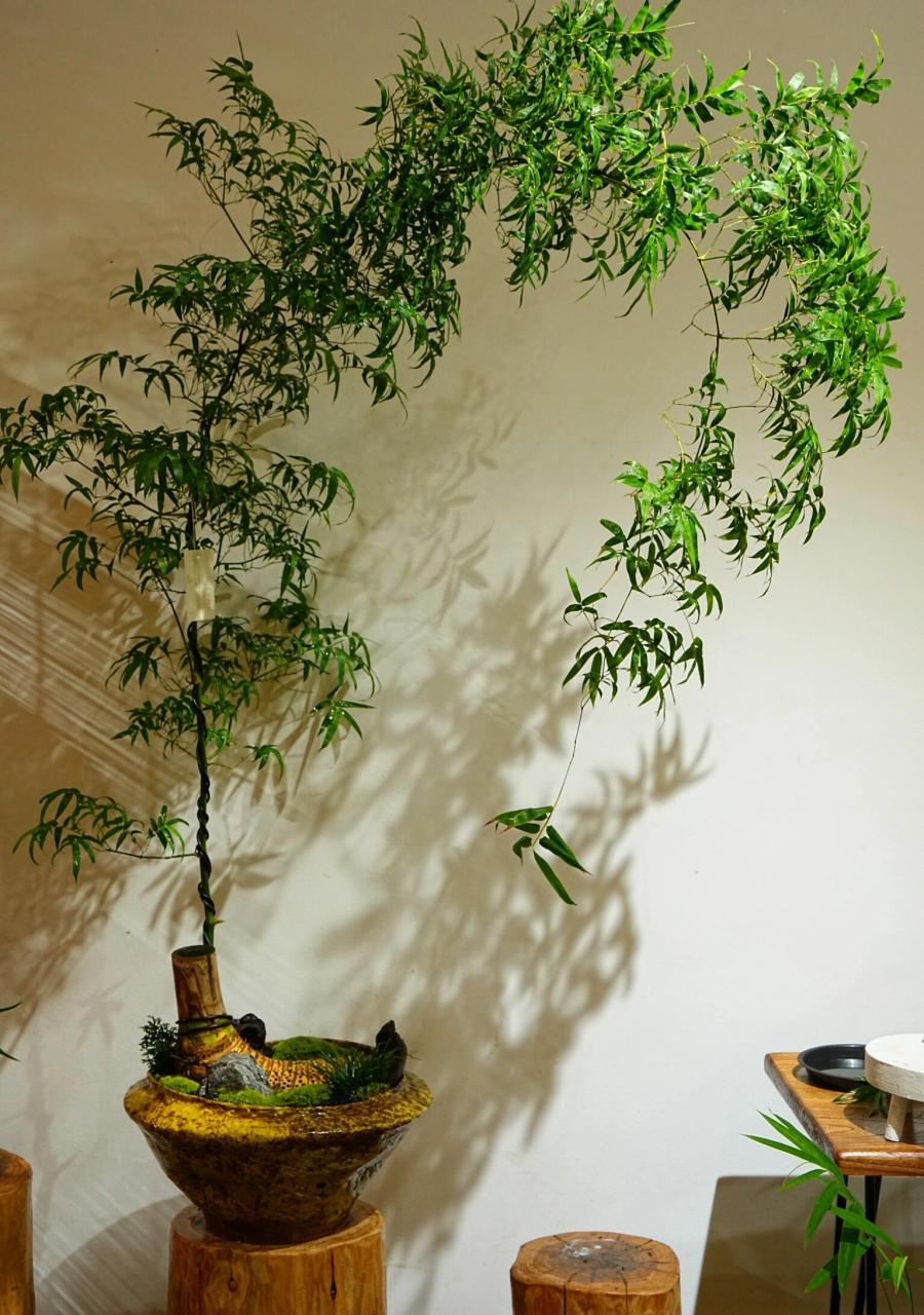 一颗还没有面世就内定的小叶簕竹有多美