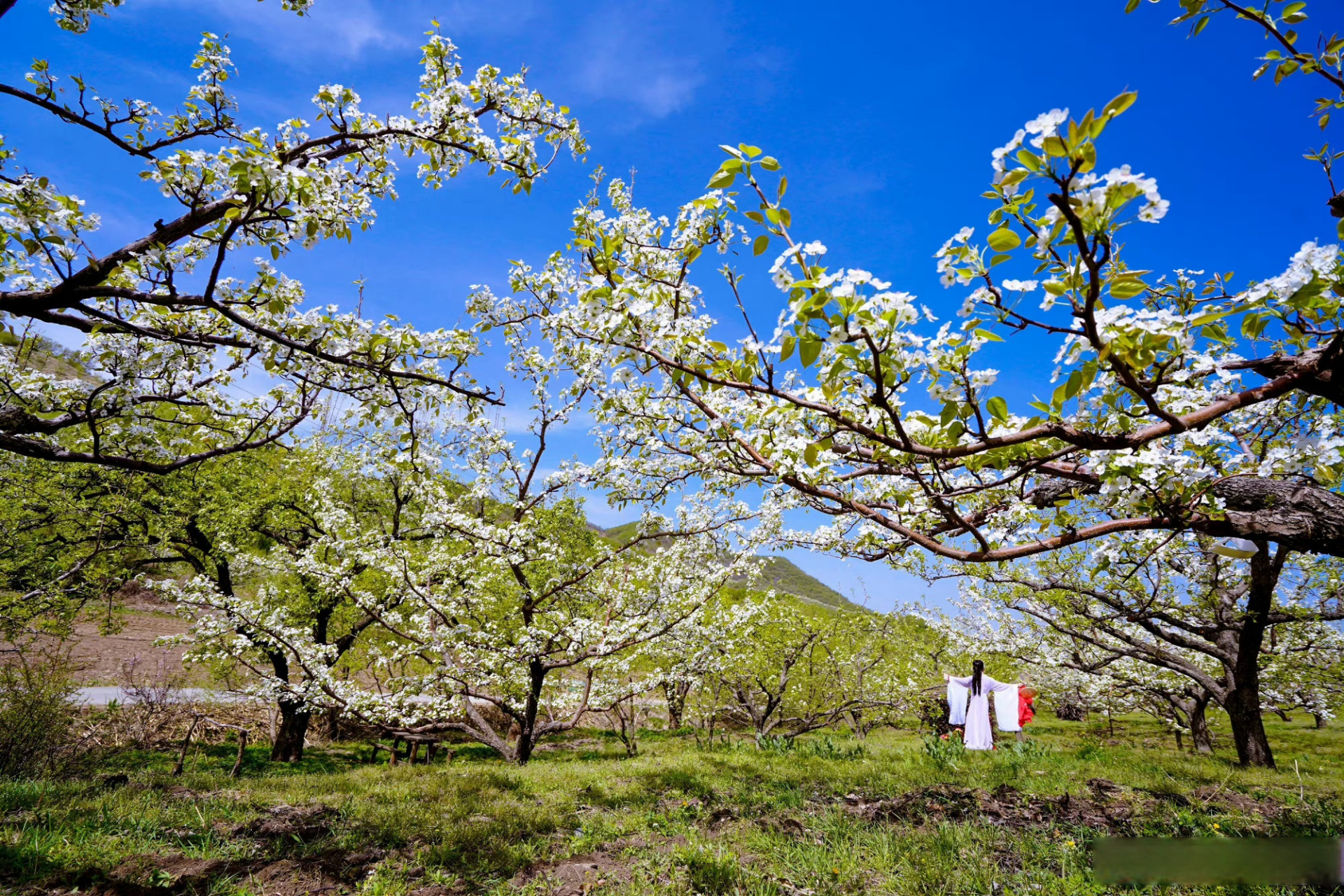 美好抚顺向未来##绿水青山大美抚顺# 【抚顺的春天~】