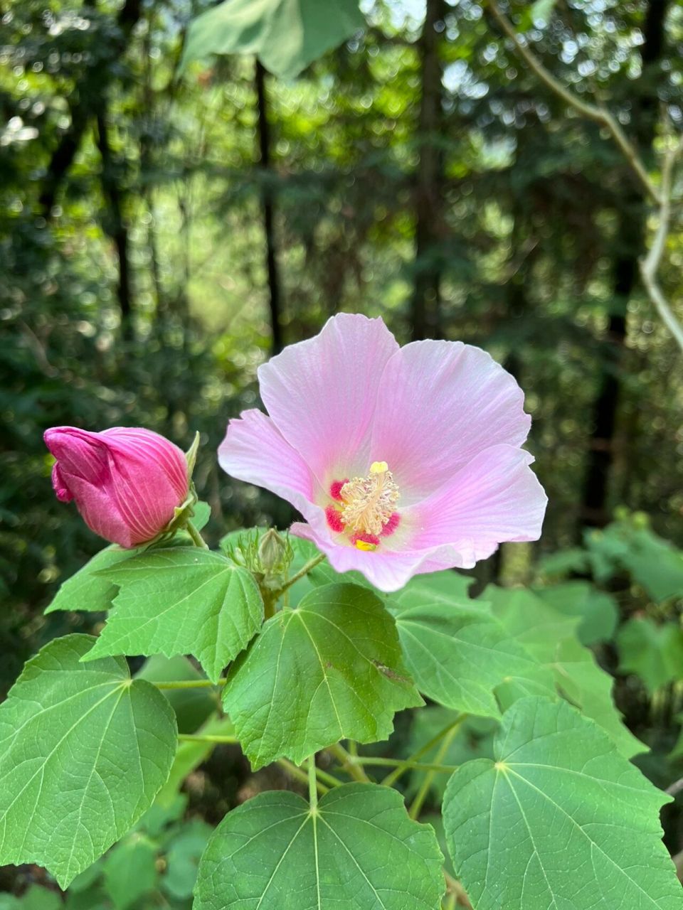 木芙蓉 | 木末芙蓉花,山中发红萼 花名:木芙蓉 科属:锦葵科,木槿属