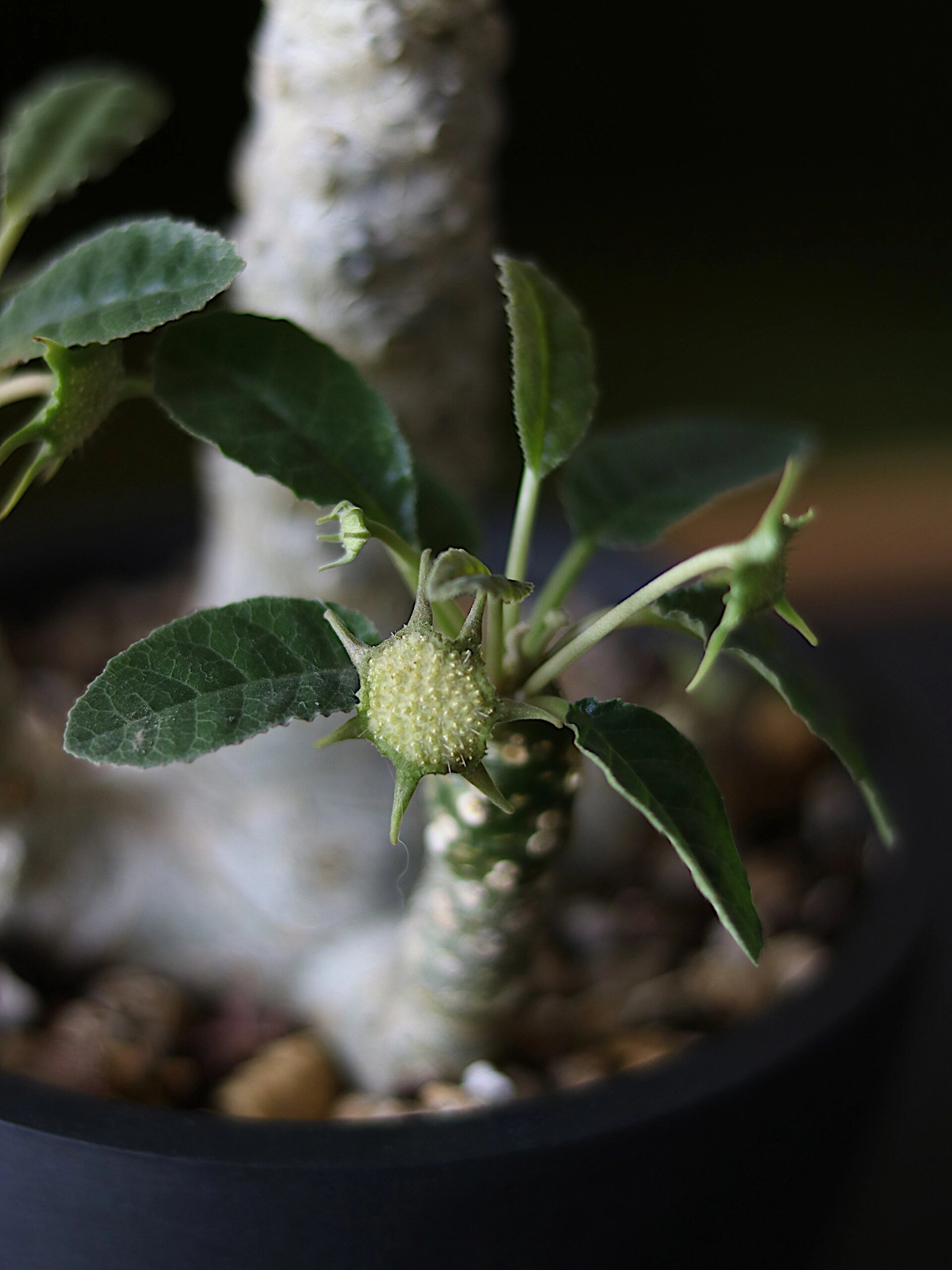 琉桑/小众块根植物