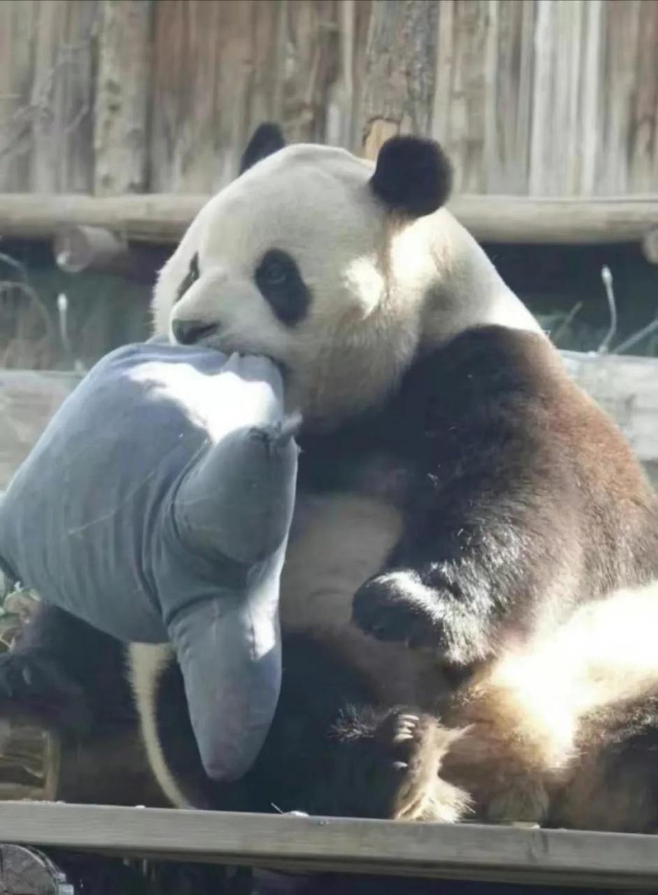 原来大熊猫胖大海有这么多布艺玩具呀.