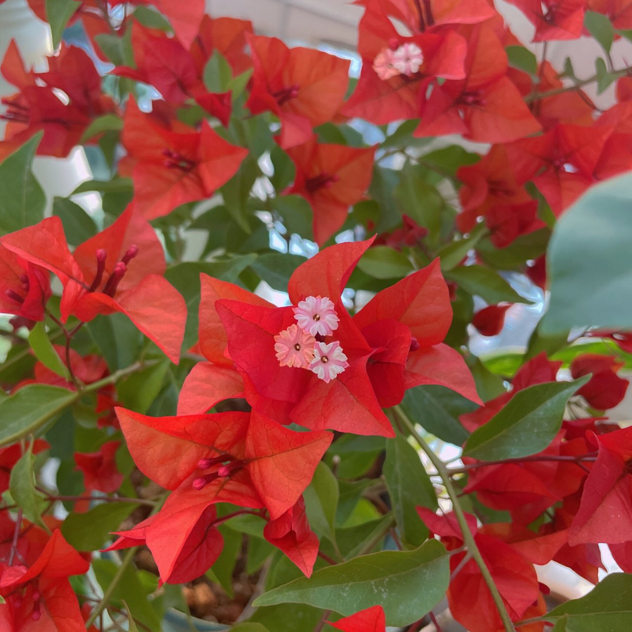 三角梅热火桑巴 桑巴早就开爆盆了,但是一直都拍不好这个红红火火的