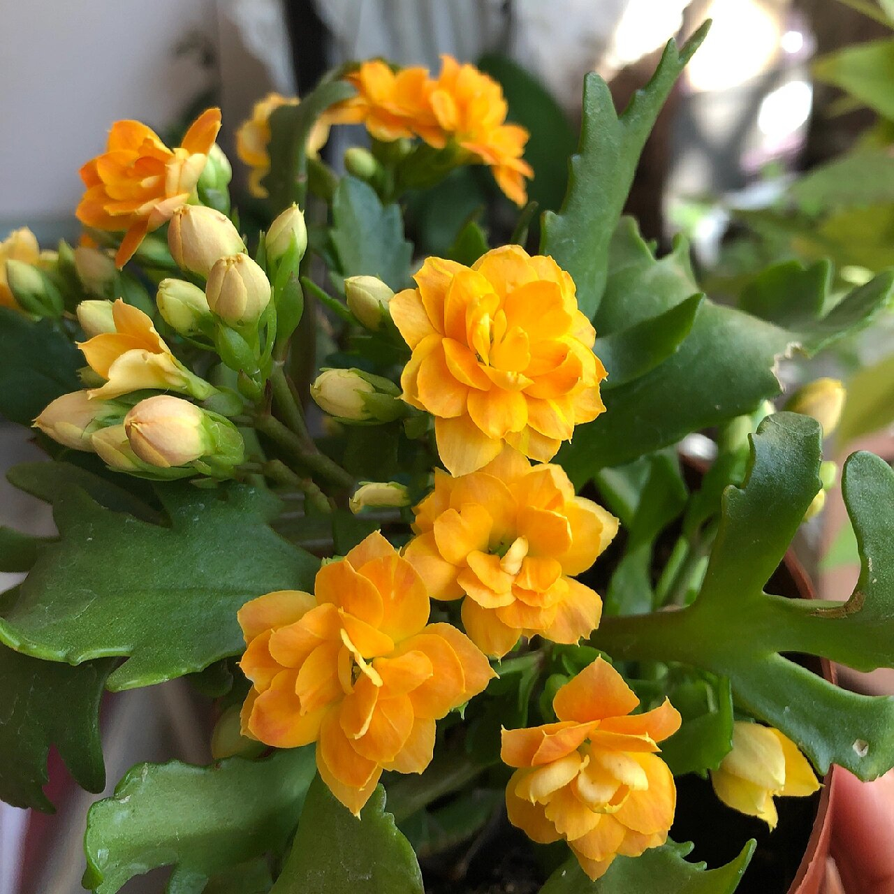 长寿花分享(85)-索尔丹 鹿角叶 橘色和黄色渐变,或者是橙色和黄色渐变