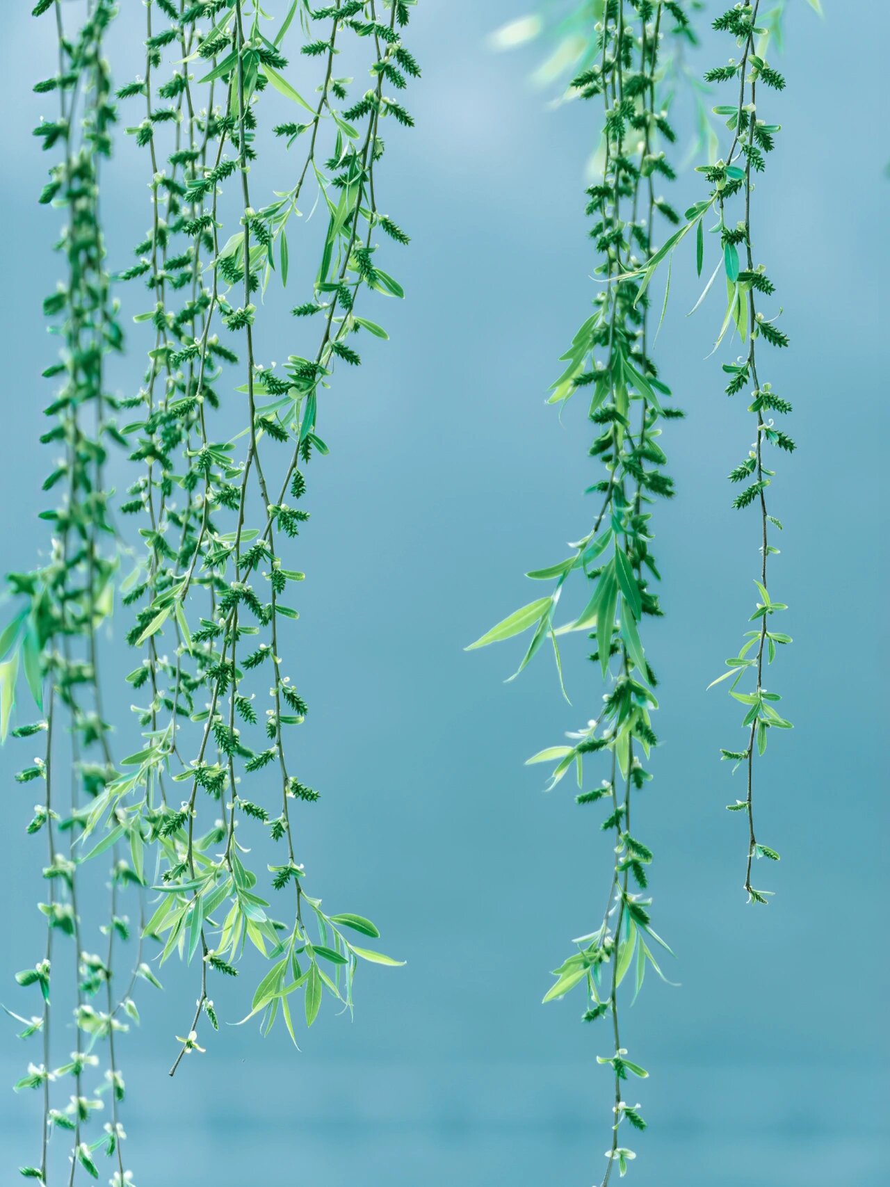 在春风里,杨柳轻轻摇曳,散发出一种独特的气息,让人感受到春天的气息