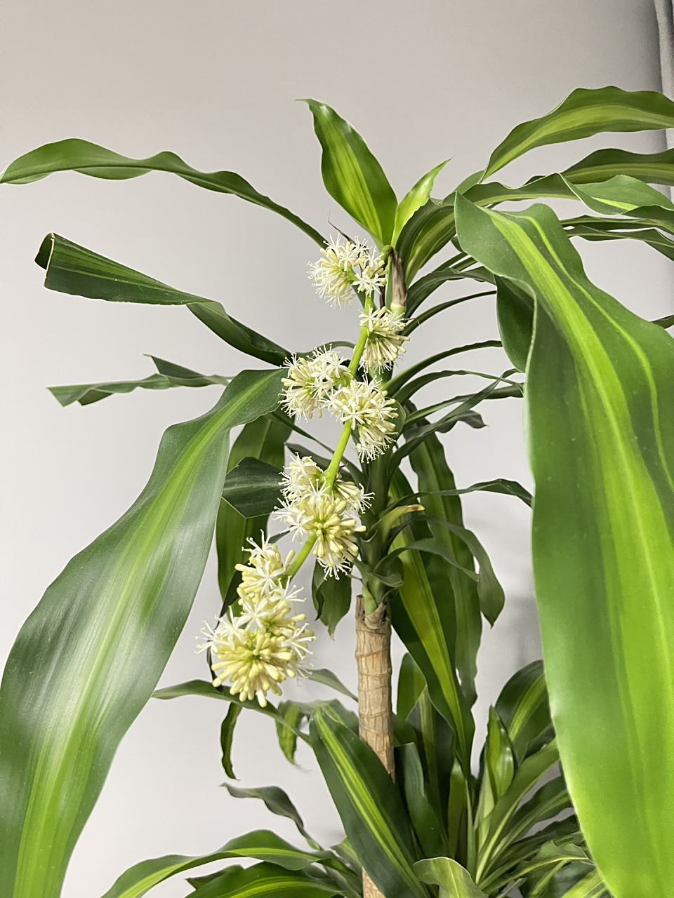 据说巴西木开花寓意好运降临92 7882157015