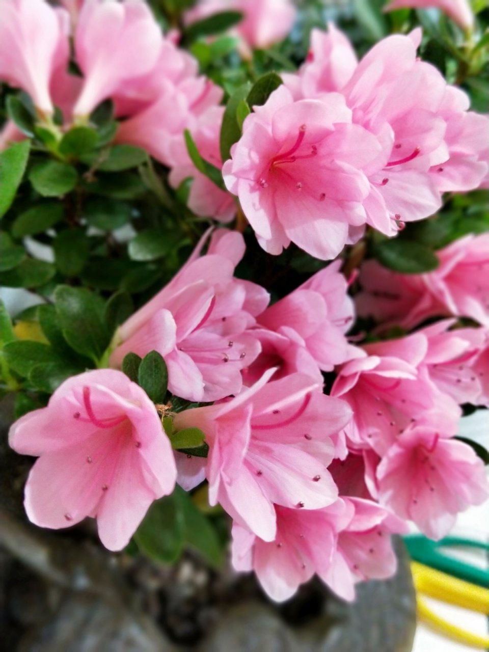 每日一花,花中"西施"杜鹃 杜鹃 科:杜鹃花科 属:杜鹃属 特征:落叶灌木