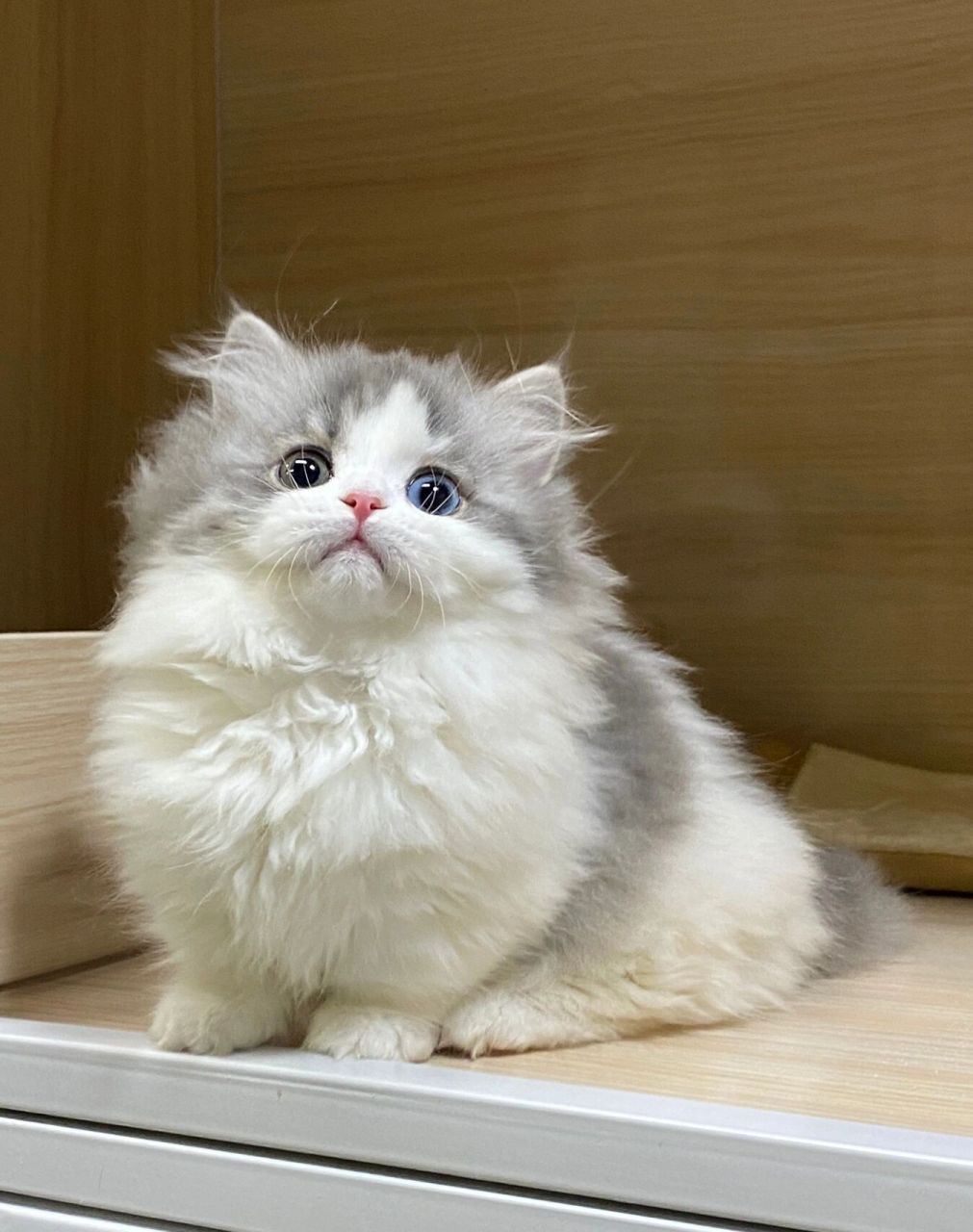 你的眼睛好漂亮呀 异瞳蓝白拿破仑矮脚猫 是蓝虎斑加白色哦 这个色鲜