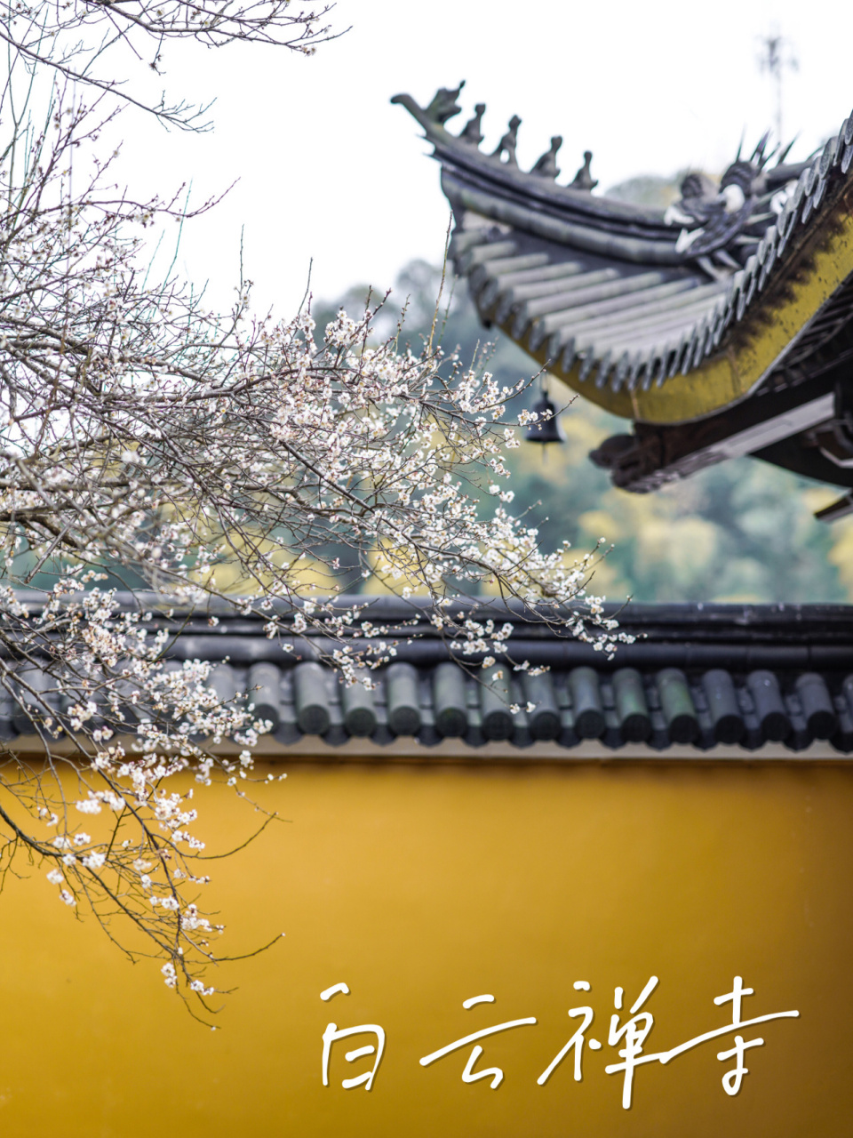 宁波|东钱湖城杨村里,白云禅寺的梅花美爆了 94hi,我是judie,以前