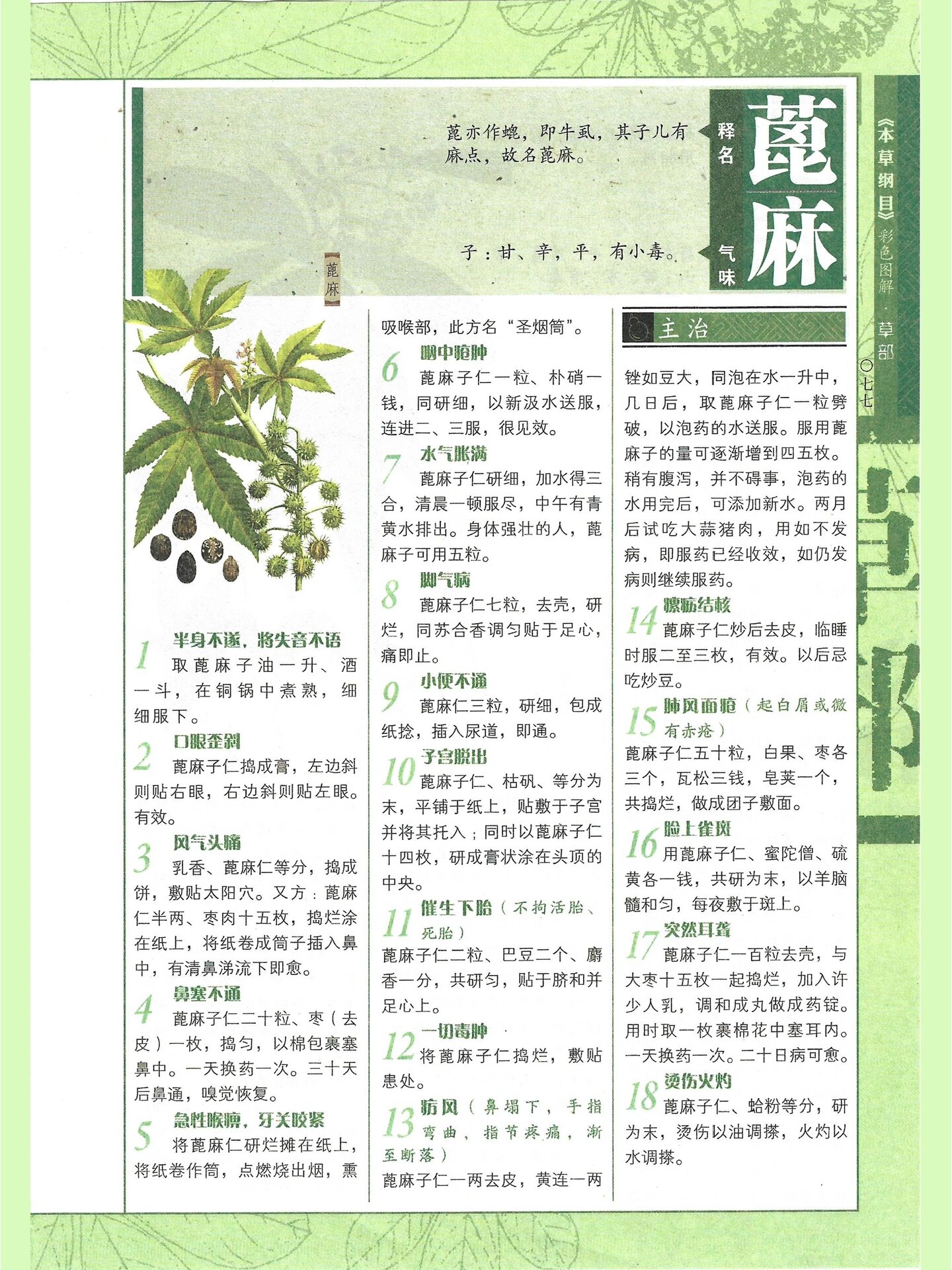 蓖麻(蓖麻子)|消肿拔毒 别名:草麻仁 主要功效:泻下通滞 概述:蓖麻子