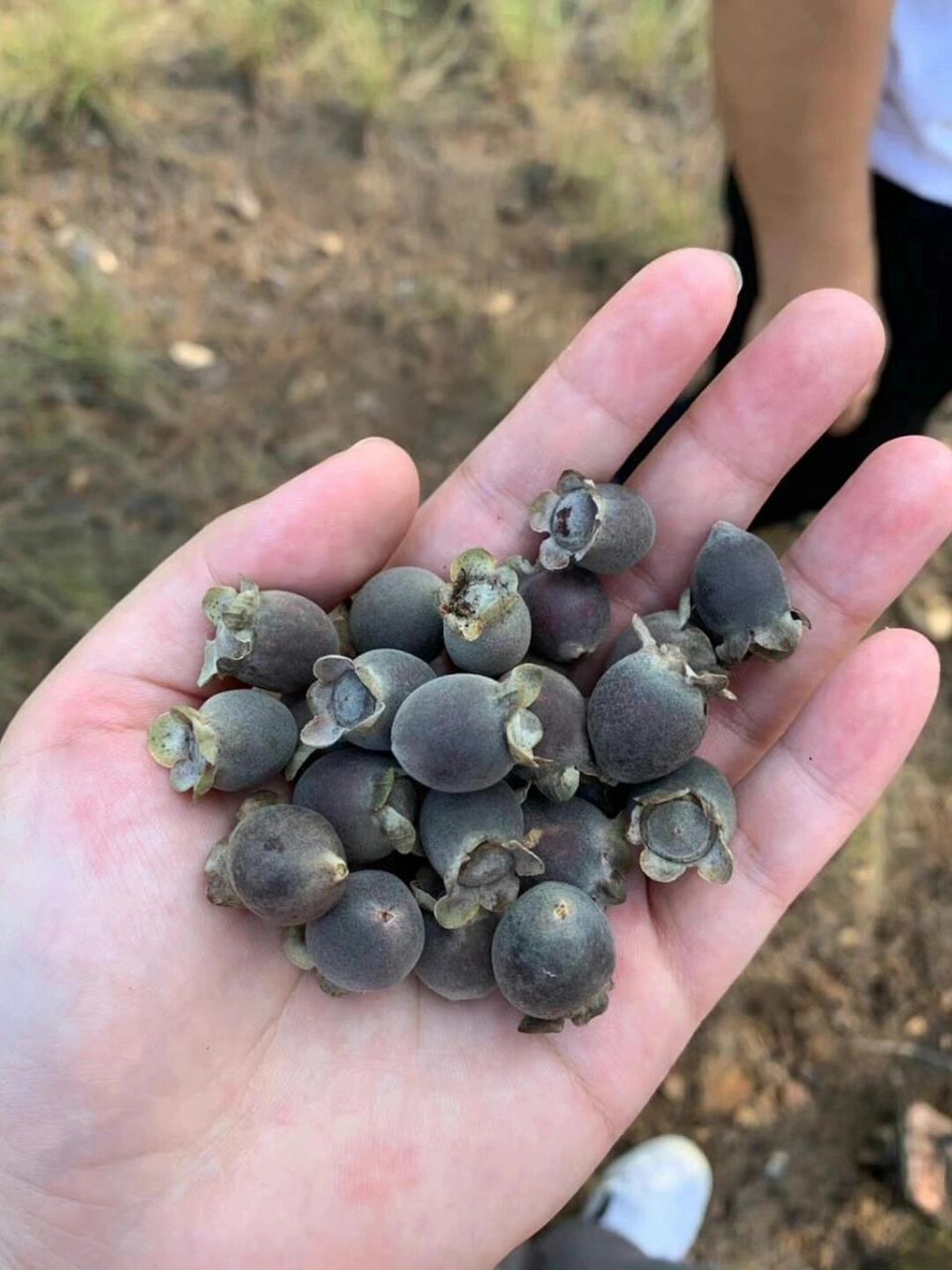 秋日野果|捻子,让人留恋的童年美味 秋天来了,大家还记得小时候在山上