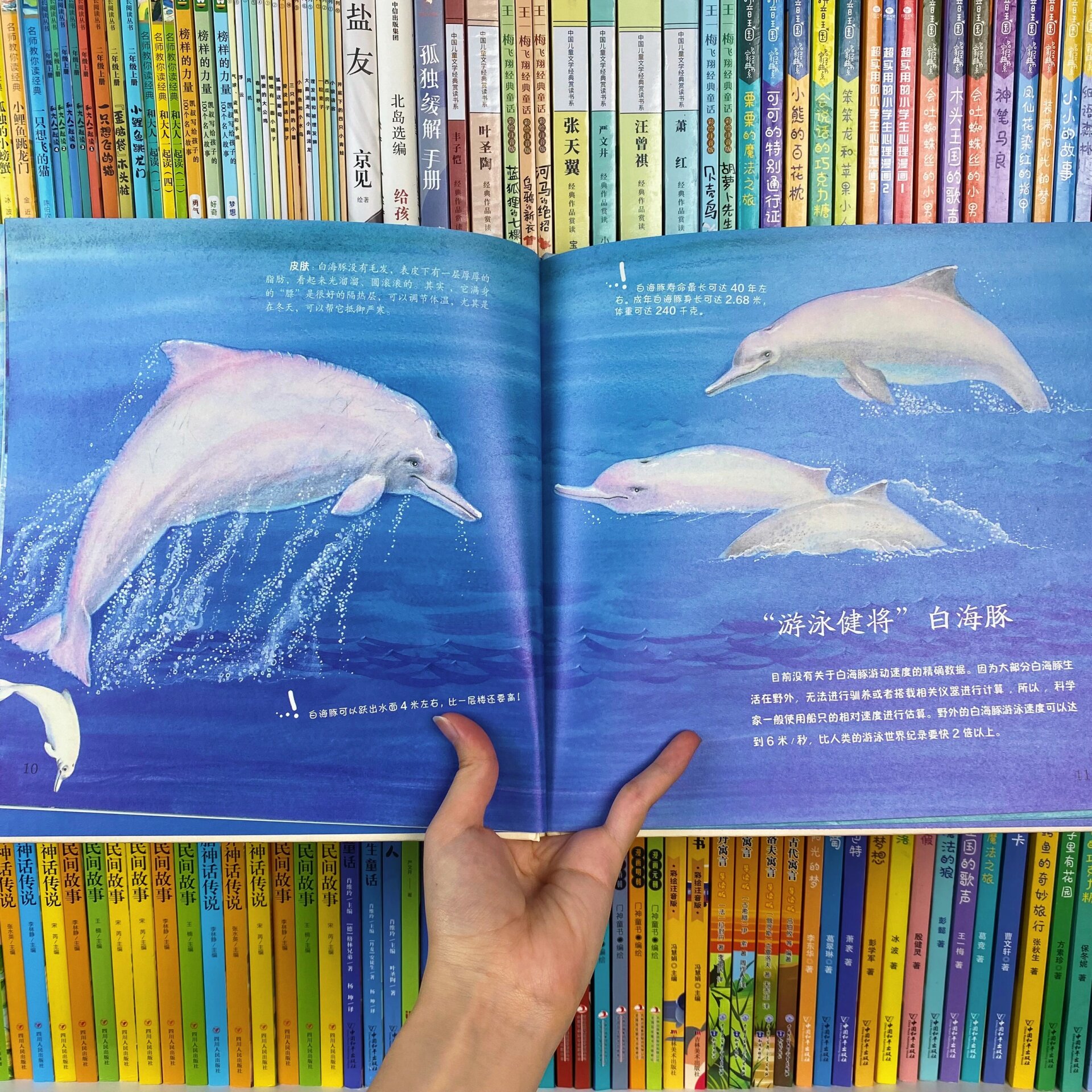 海洋绘本推荐!粉色的中华白海豚可爱到犯规