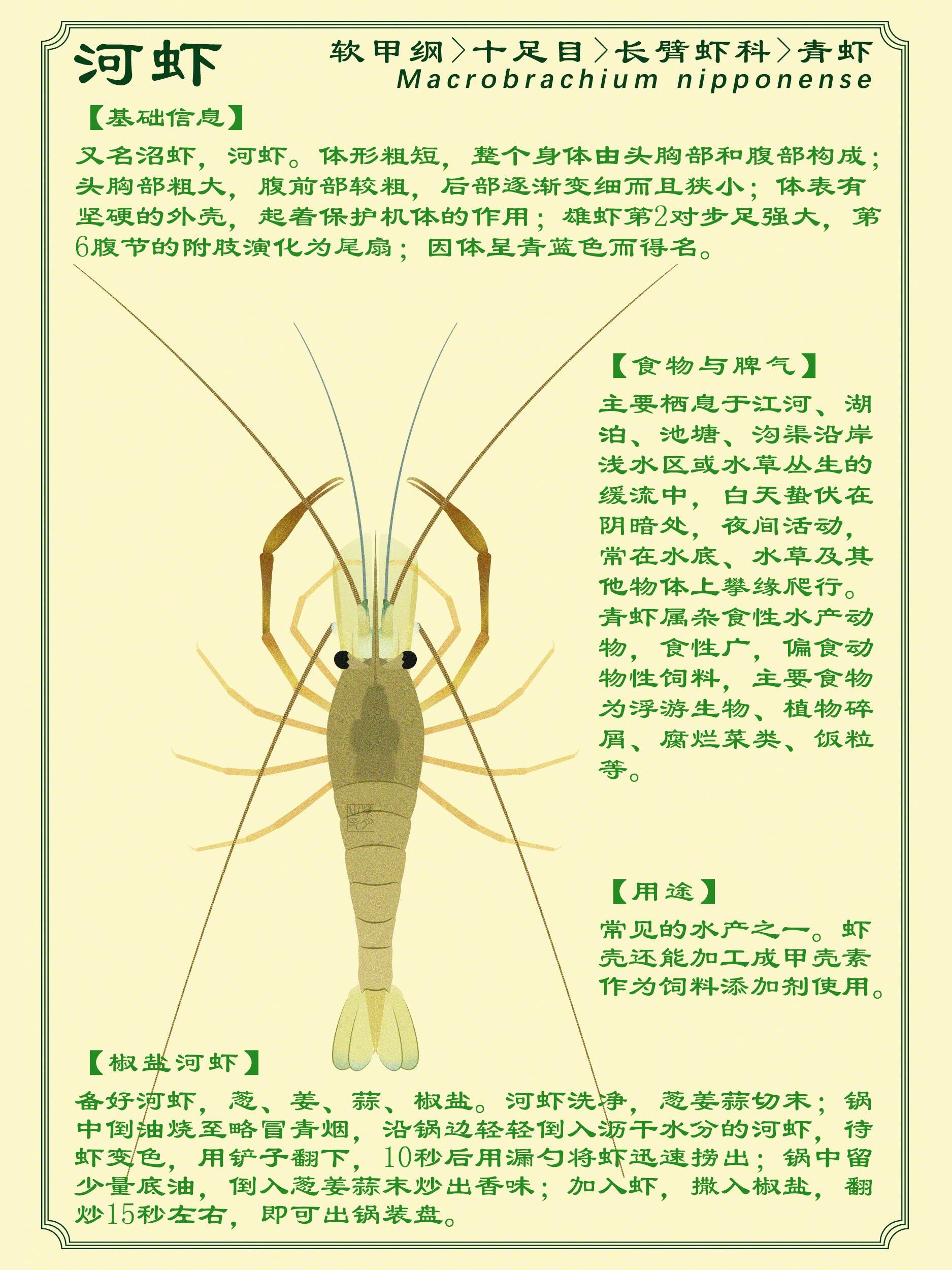 河虾的资料文字图片