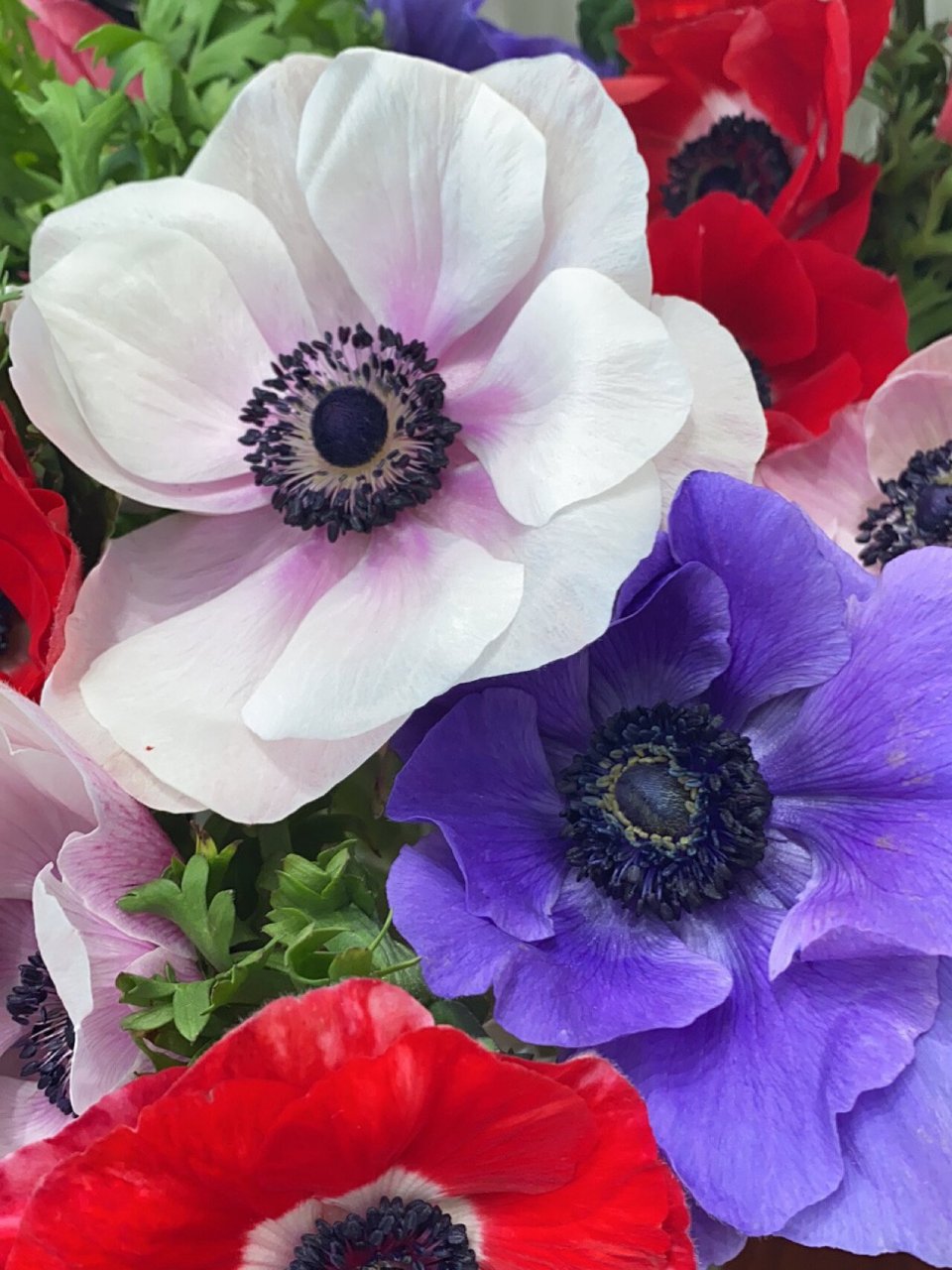 日本银莲花|  淡雅紫色      端庄雅致 这款银莲花花蕊深蓝色 叶瓣从