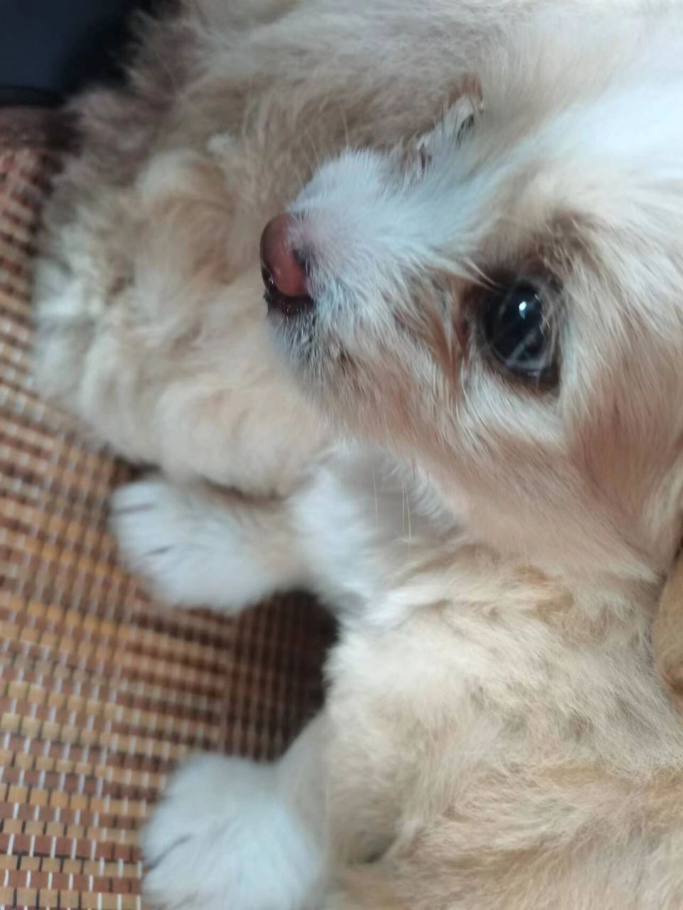 金毛跟泰迪串的小崽子,免费领养