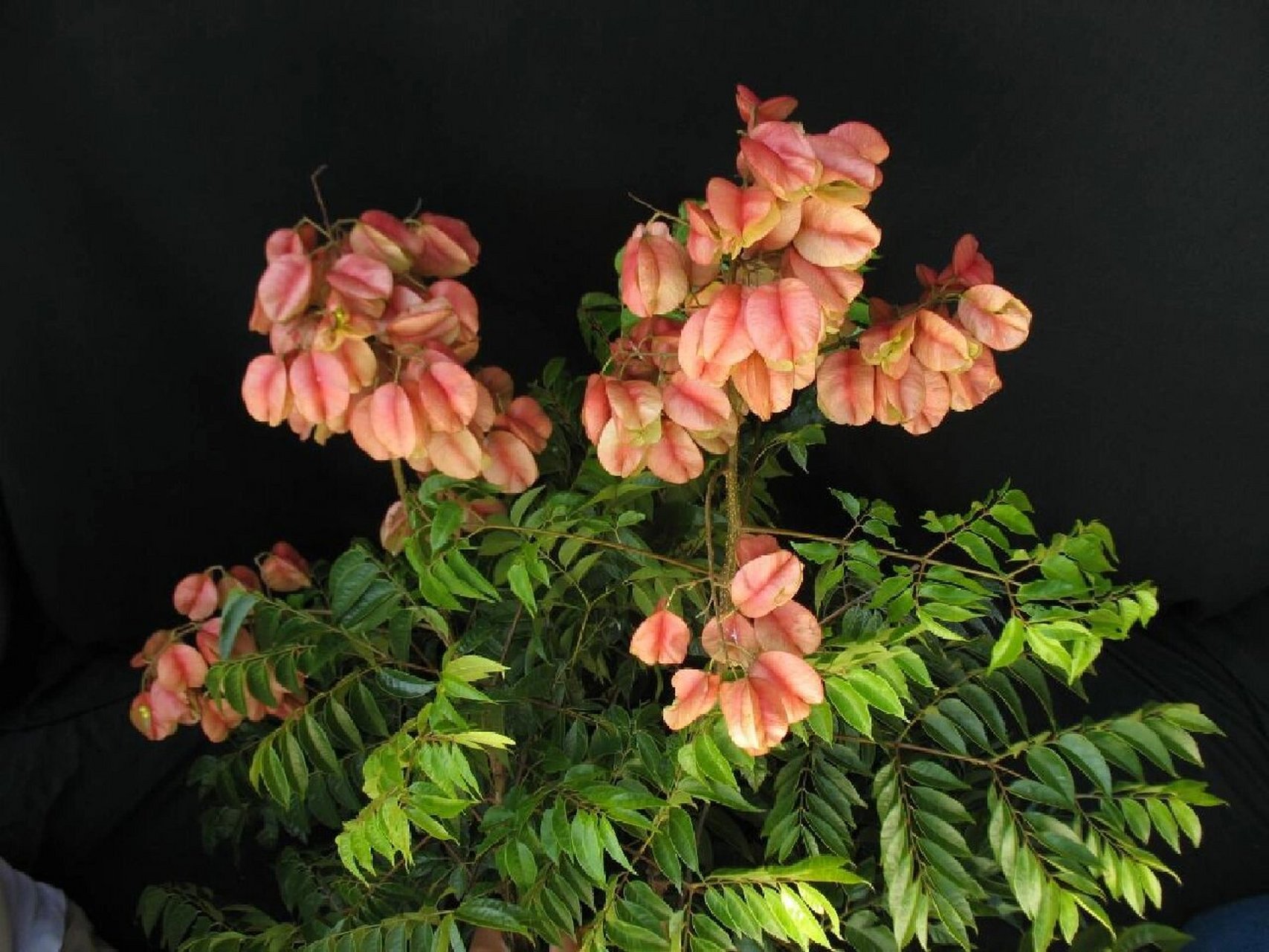 栾树,别名:摇钱树,木栾,栾华,灯笼树 栾树是无患子科,栾树属植物.