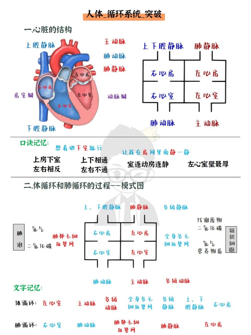 心房心室收缩舒张顺序图片