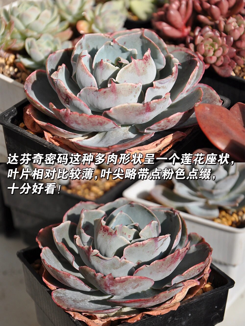 有一种神秘的多肉叫达芬奇密码97