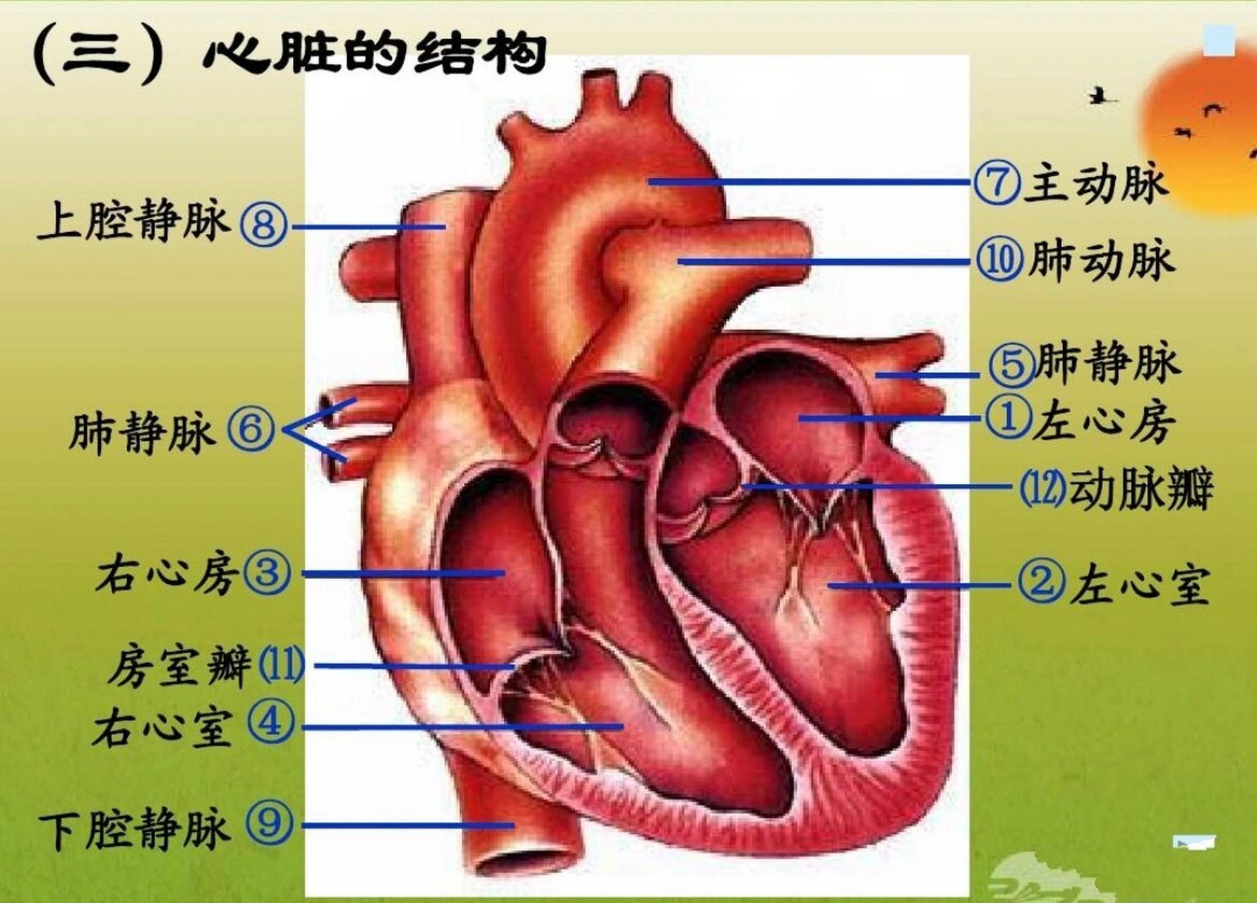 心脏结构图 心脏的内部结构较复杂,大致由四个心腔如左心房,左心室,右