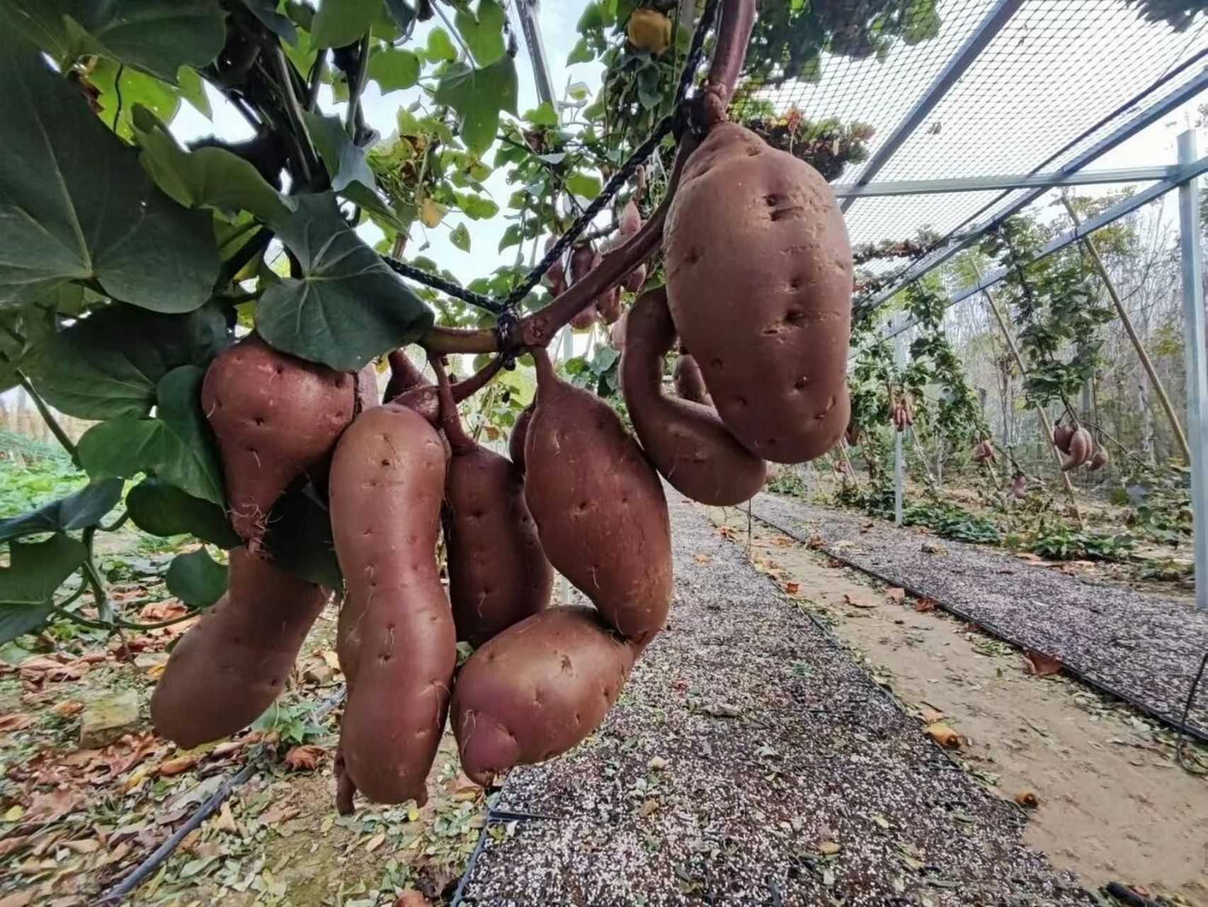 红薯长在树上的吗 在我记忆里 好像红薯是长在地里的 头一次见这样的