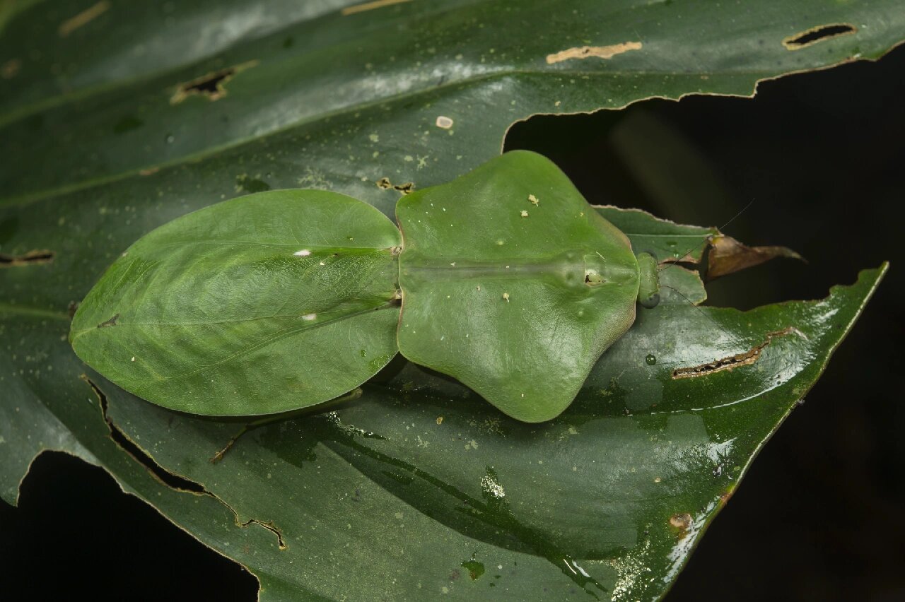 叶螳属(genus choeradodis) 一类著名的拟态绿叶的螳螂,本属共5个物种