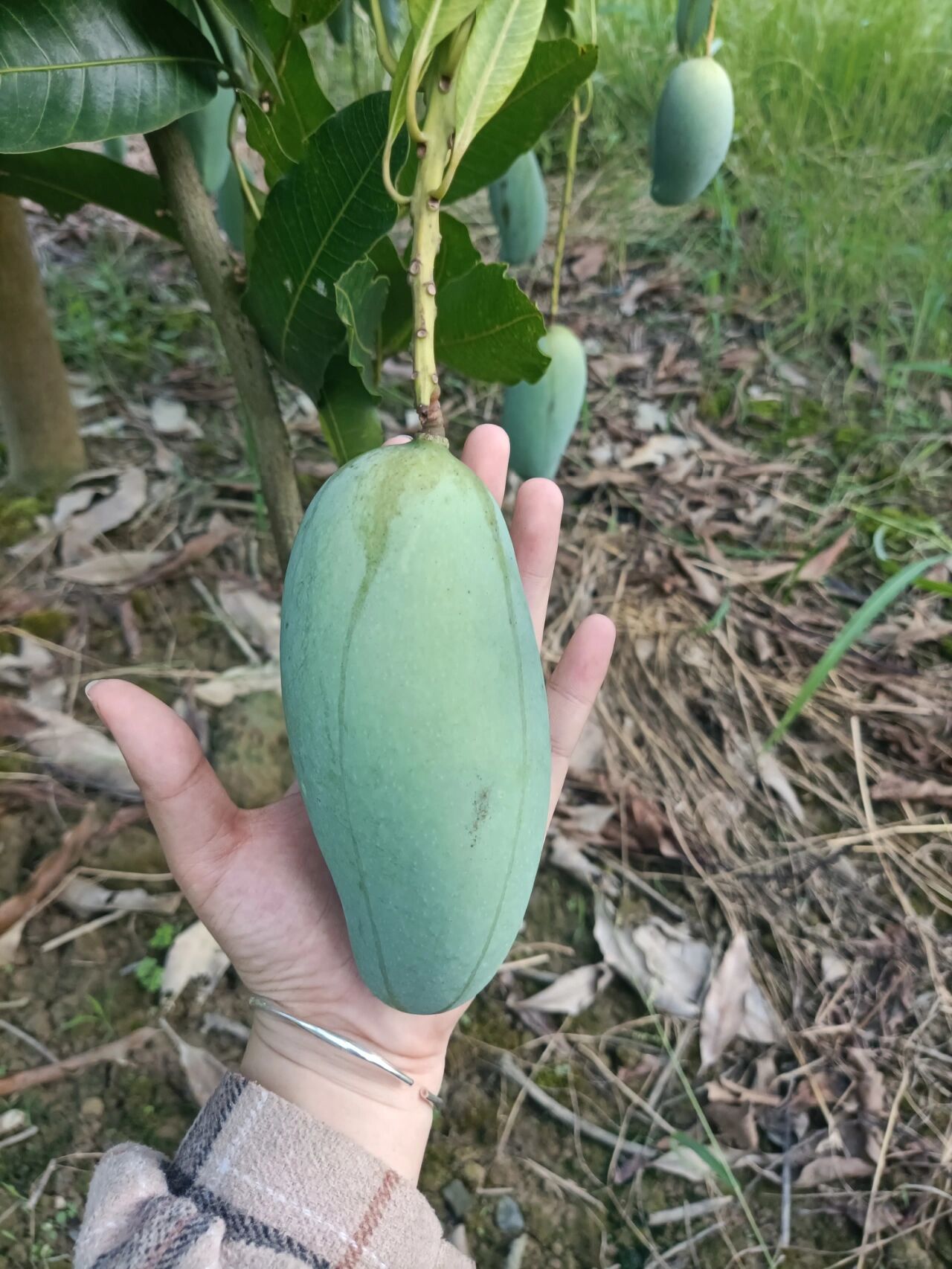 百色田东桂七芒果 广西为桂,七月而来,桂七03芒果中的爱马仕,香甜味