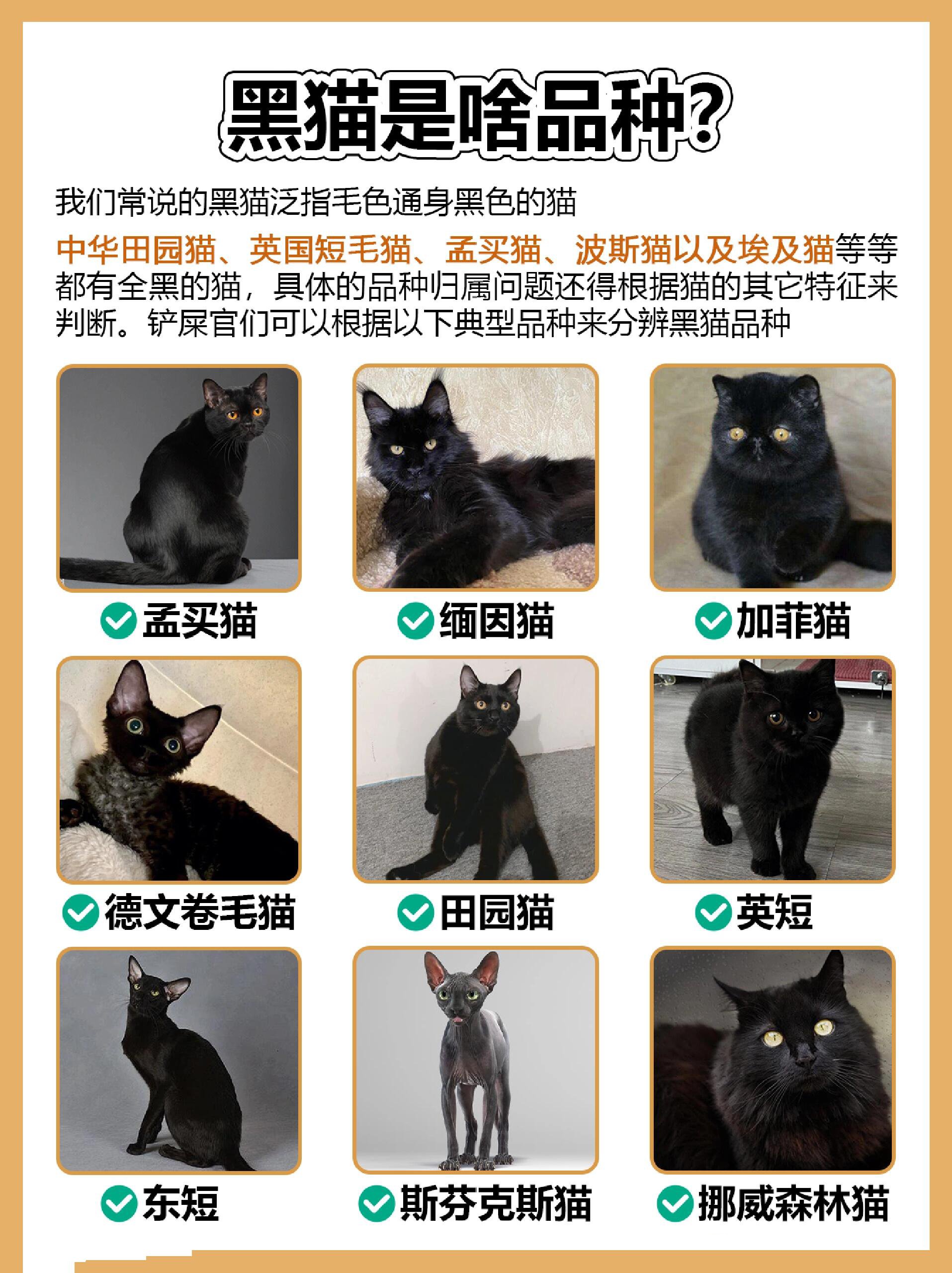 中华田园猫黑猫性格图片