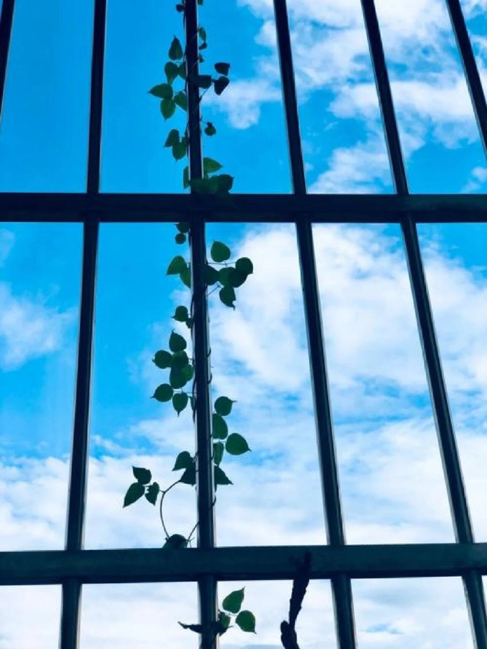 五上第七单元作文——即景 窗外即景 我们家的阳台上有一扇明亮的大窗