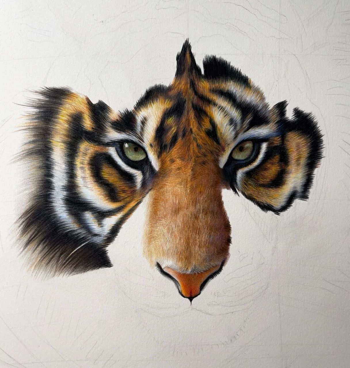 彩铅画-老虎 使用工具:三福霹雳马彩铅150色,三菱彩铅36色,获多福细纹