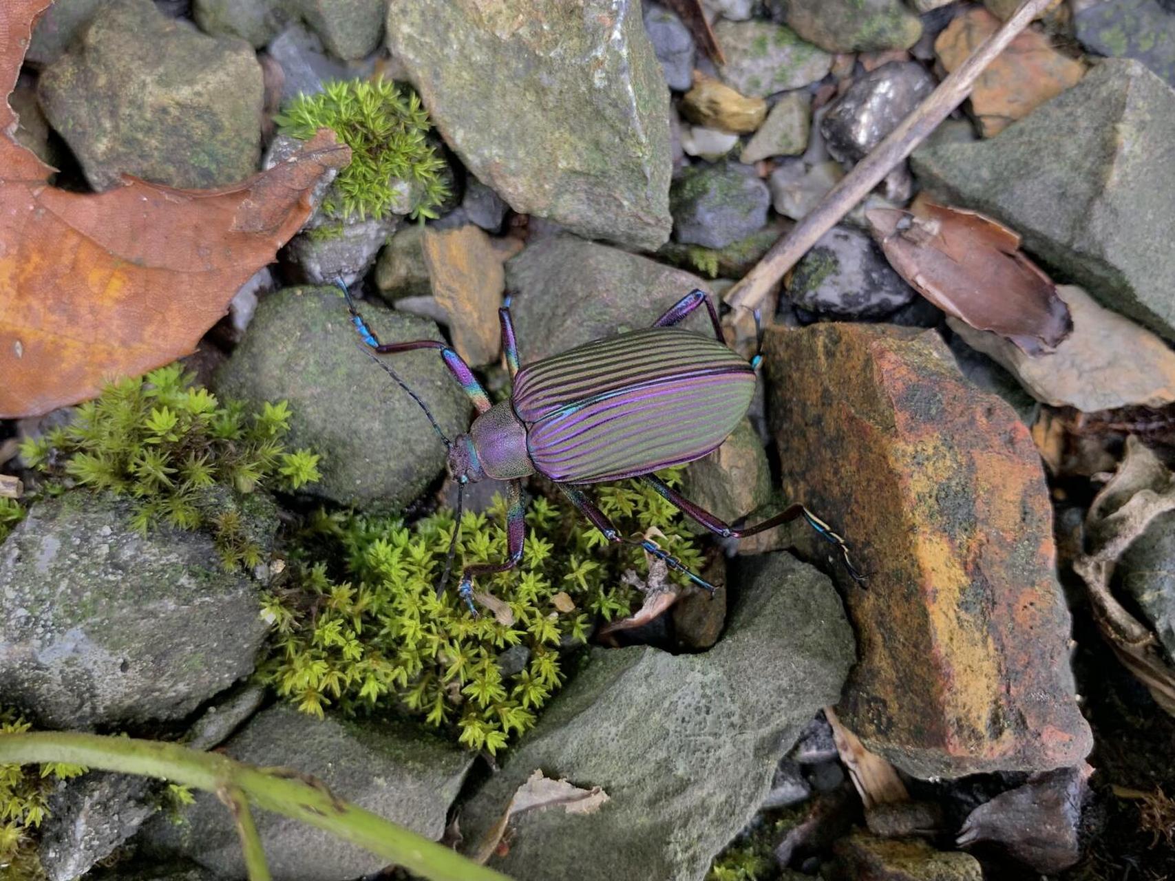 绿绿的似织螽和其他奇特的虫虫[害羞]#昆虫世界# #螽斯# #大自然# #这