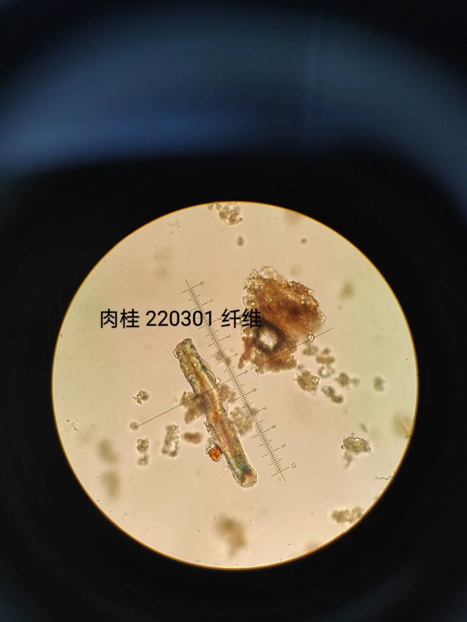 中药显微—肉桂