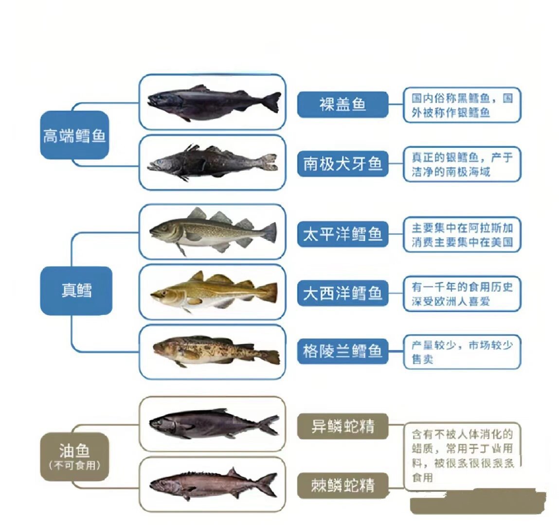 鳕鱼的区别 黑鳕鱼 学名裸盖鱼