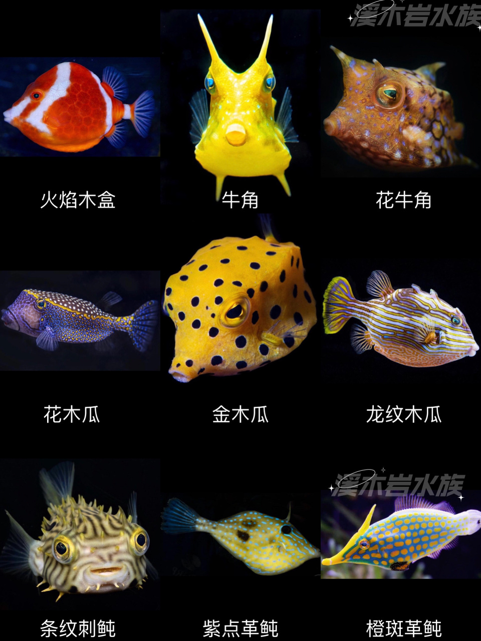 海水观赏鱼大全(下)72种你认识几种