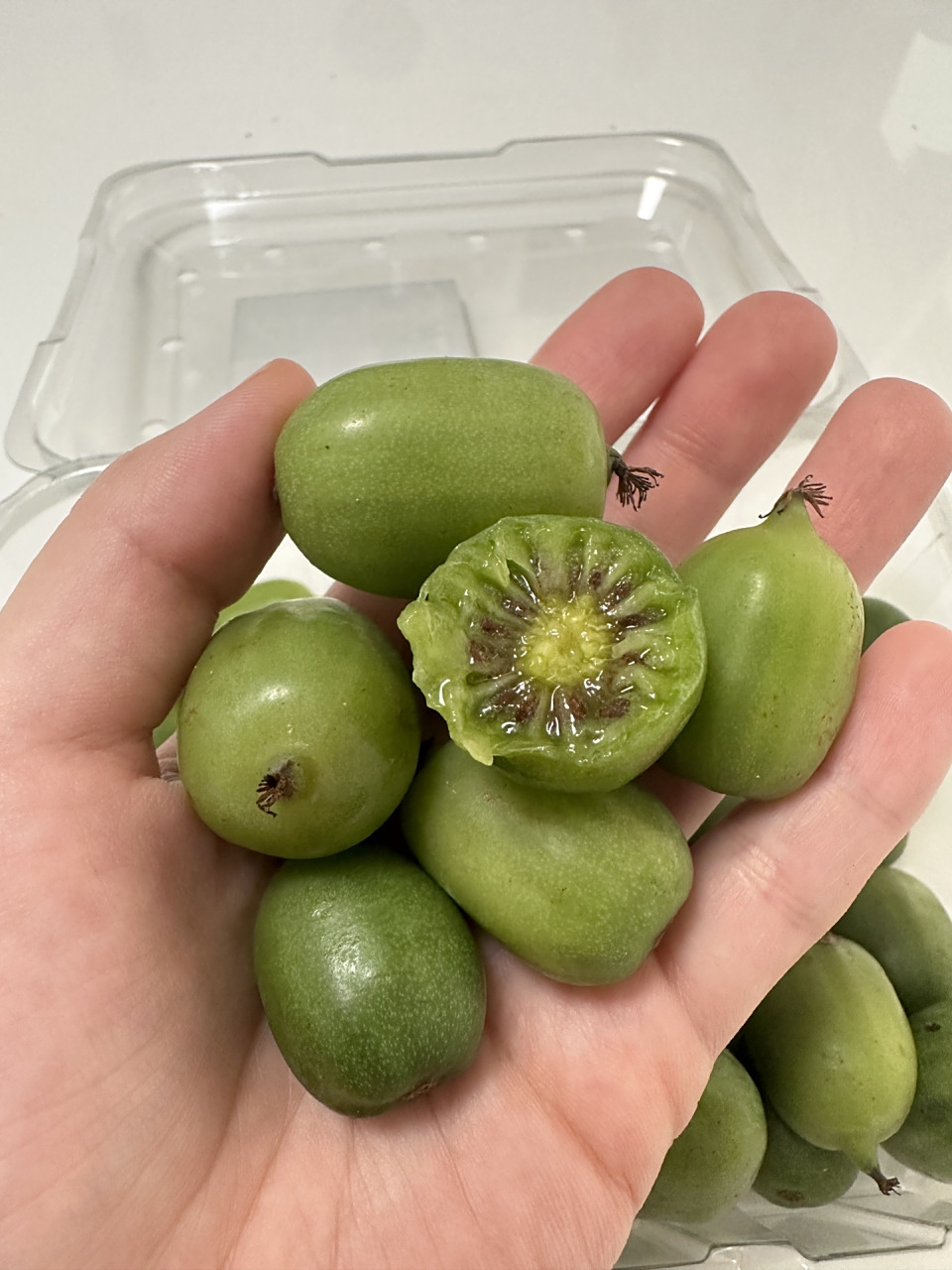 9591costco 迷你猕猴桃07 超级可爱的迷你猕猴桃!