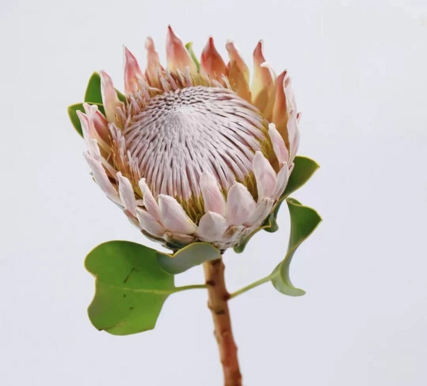 识花系列|南非进口花材(公主帝王花)   帝王花与公主花原本产于南非