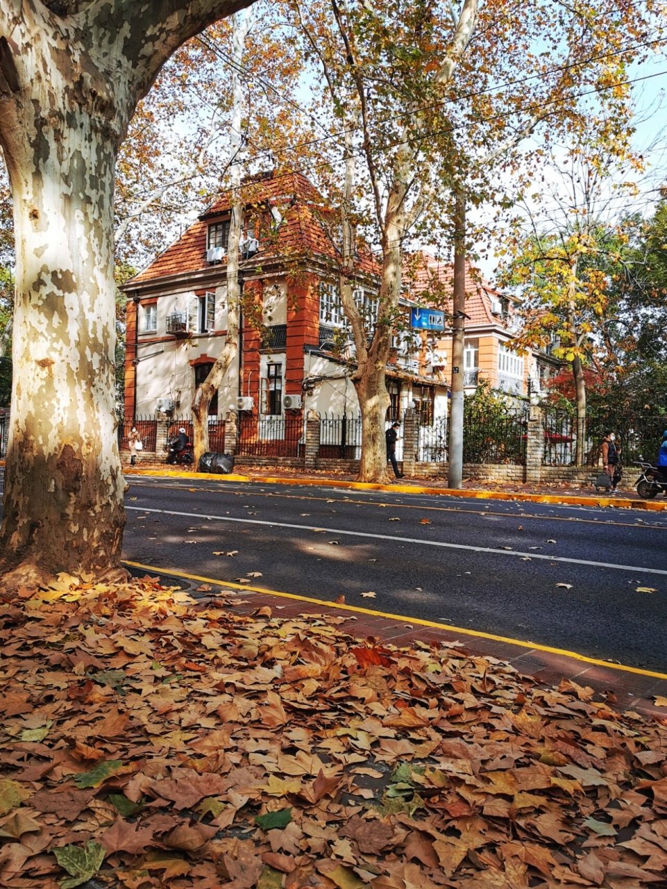 上海冬日梧桐树叶🍂🍂 上海旧式法租界老街道,路边法国梧桐树和百